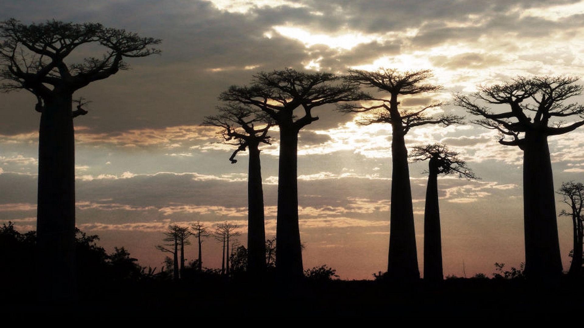 Мадагаскар: затерянный мир (madagaskar-zaterjannyj-mir) Документальный фильм