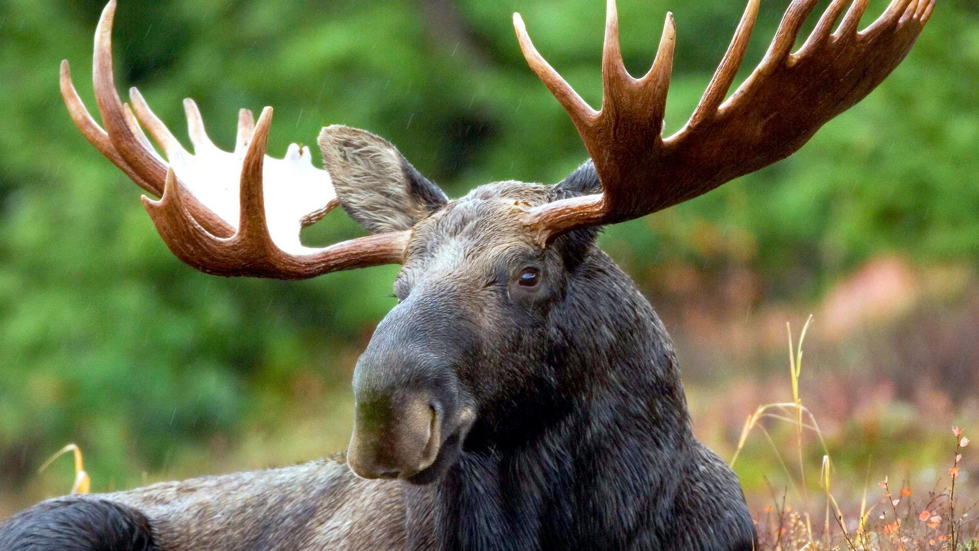 Охота в Белоруссии (ohota-v-belorussii) Досуг, хобби