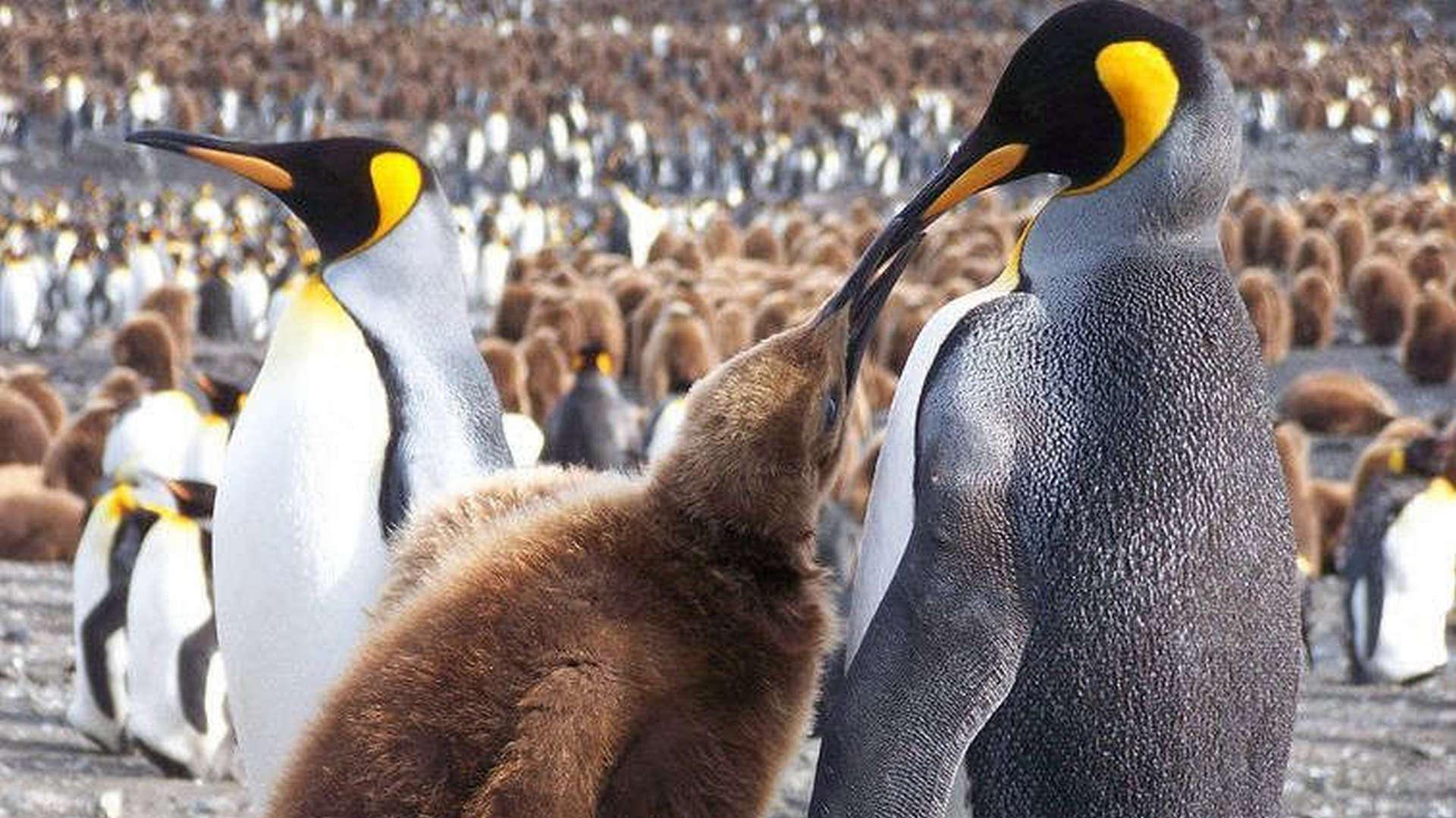 Пингвинопалуза (pingvinopaluza) Документальный фильм