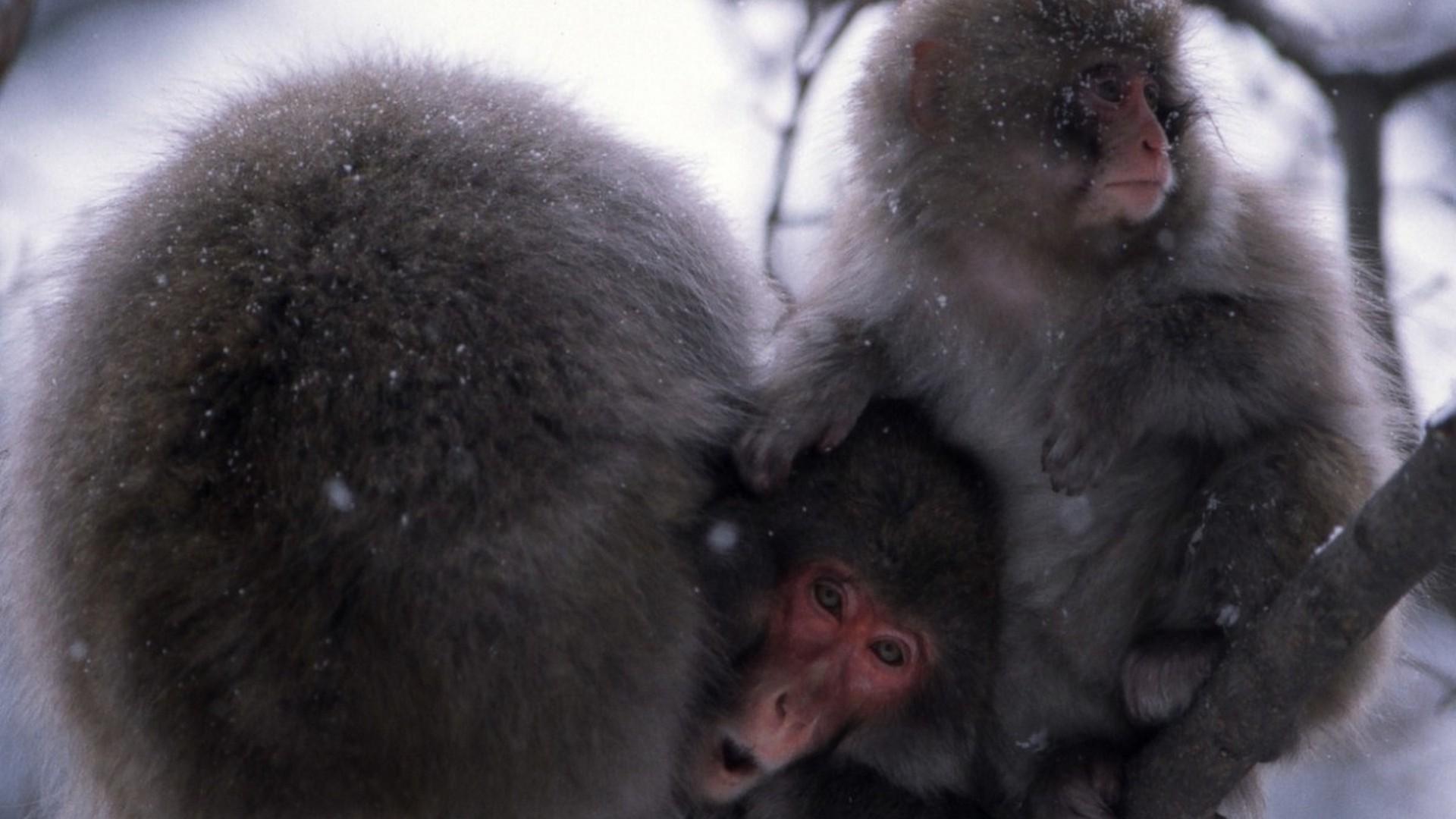 Увлекательная зоология (uvlekatelnaja-zoologija) Документальный сериал