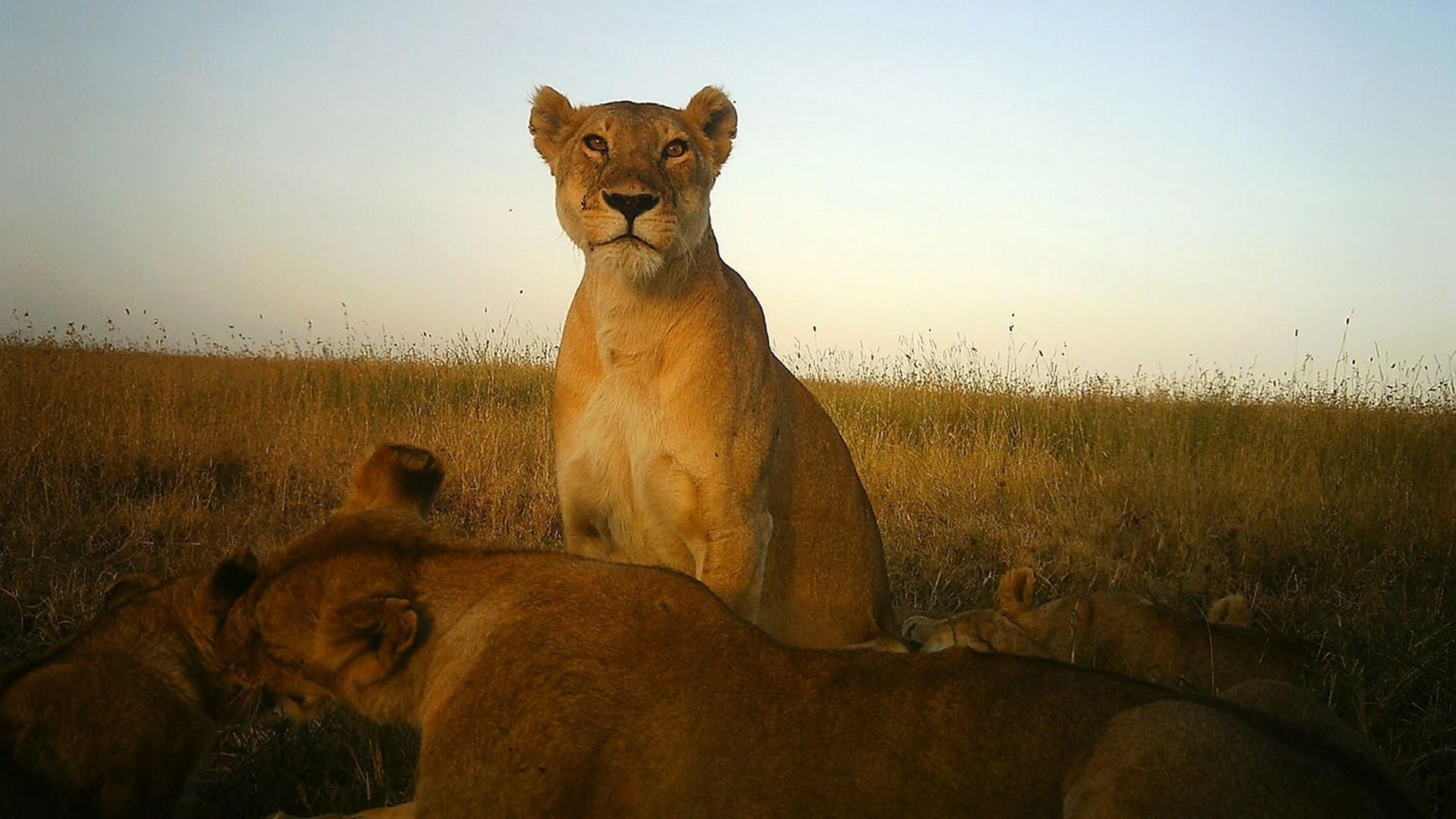 Удивительные селфи животных (udivitelnye-selfi-zhivotnyh) Документальный фильм