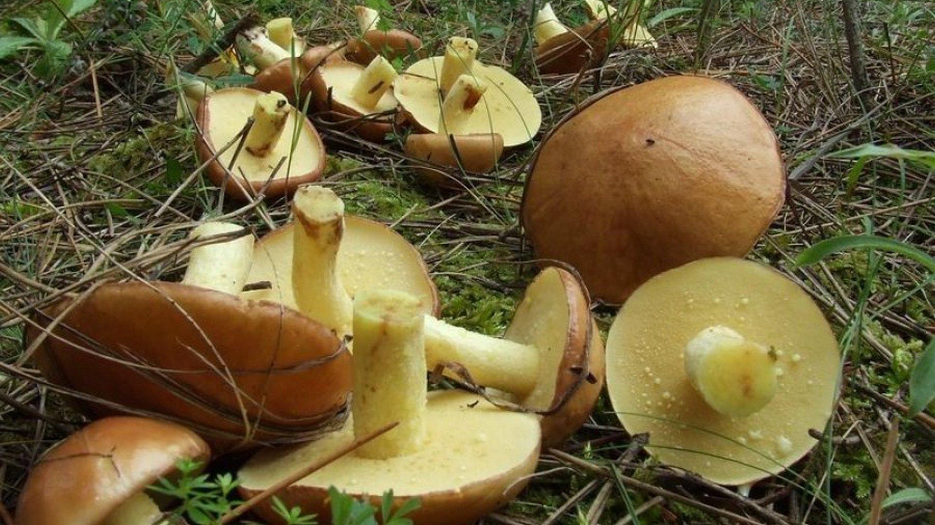 Грибной сезон (gribnoj-sezon) Познавательное