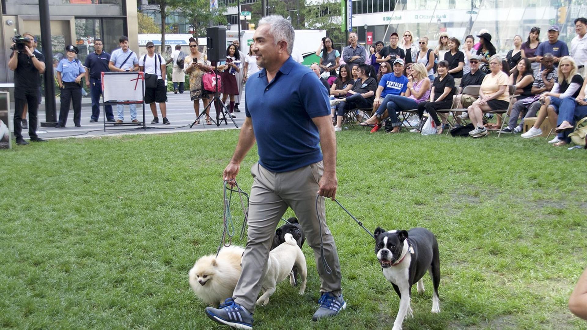 Цезарь Миллан: Страна собак (tsezar-millan-strana-sobak) Документальный сериал