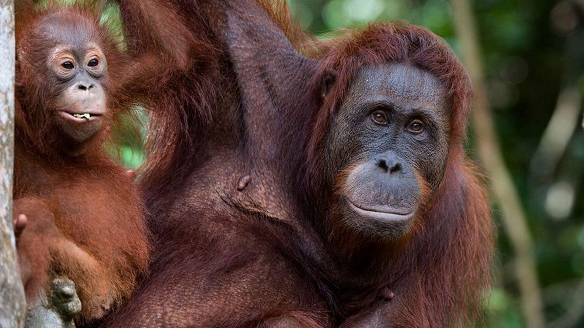 Everything You Didn't Know About Animals (everything-you-didnt-know-about-animals) Документальный сериал