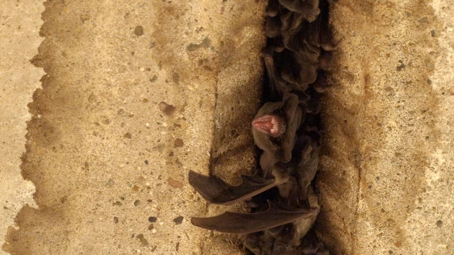 Изгои среди животных (izgoi-sredi-zhivotnyh) Документальный фильм