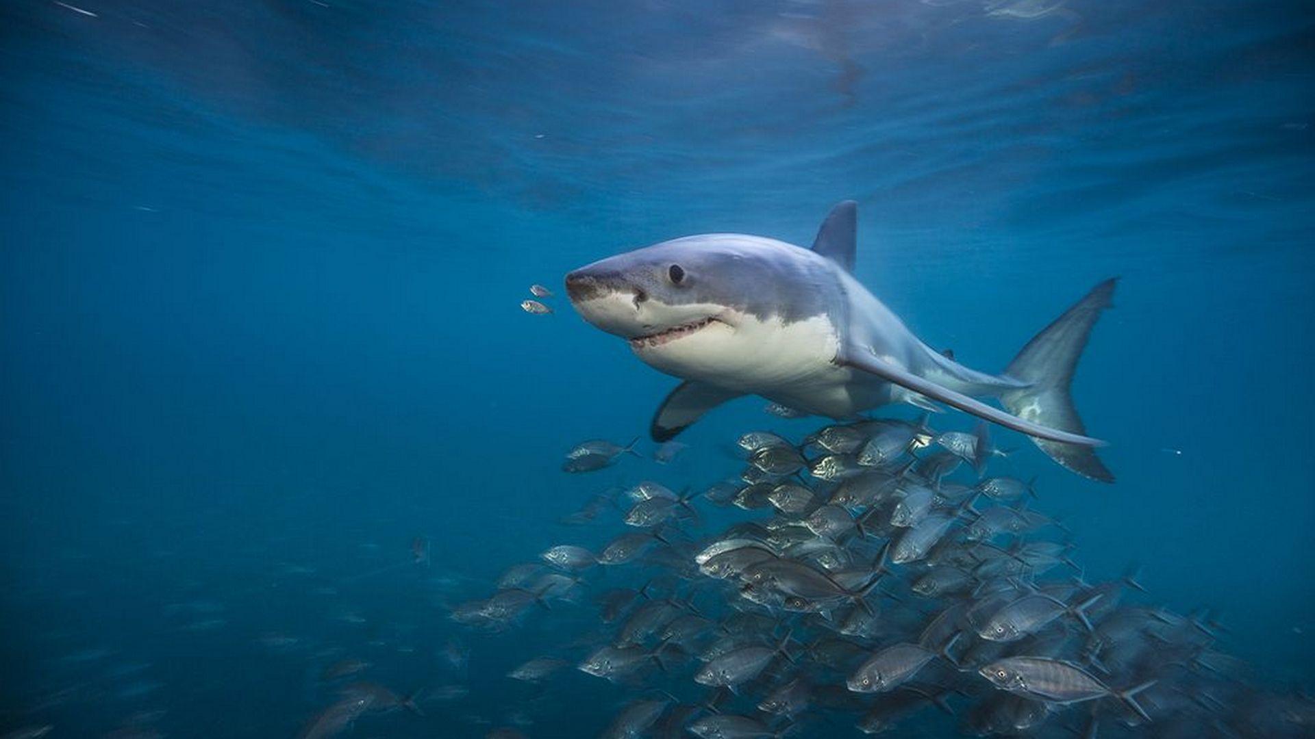 Акулий рай (akulij-raj) Документальный фильм