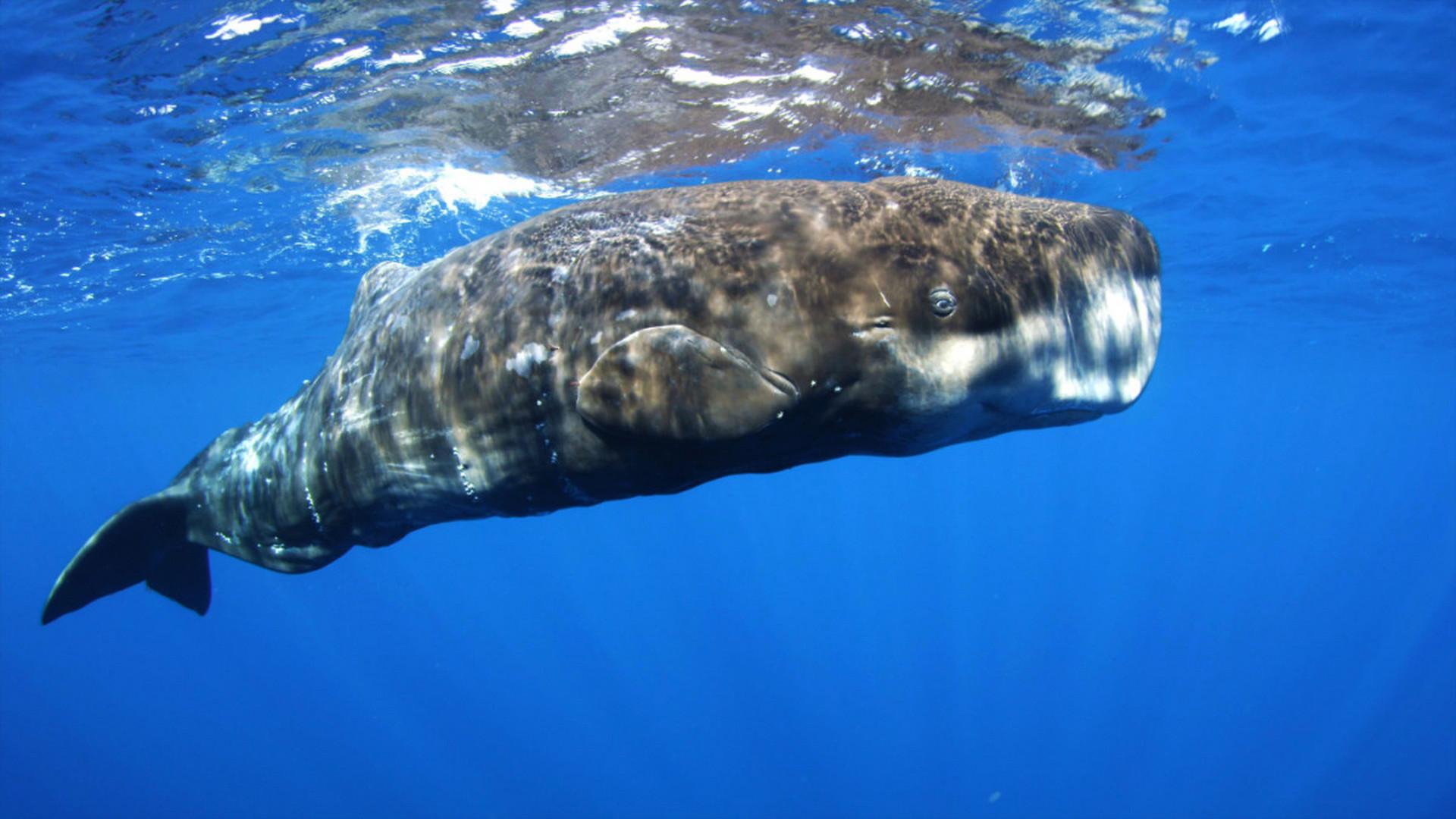 Дикие острова Европы (dikie-ostrova-evropy) Документальный фильм