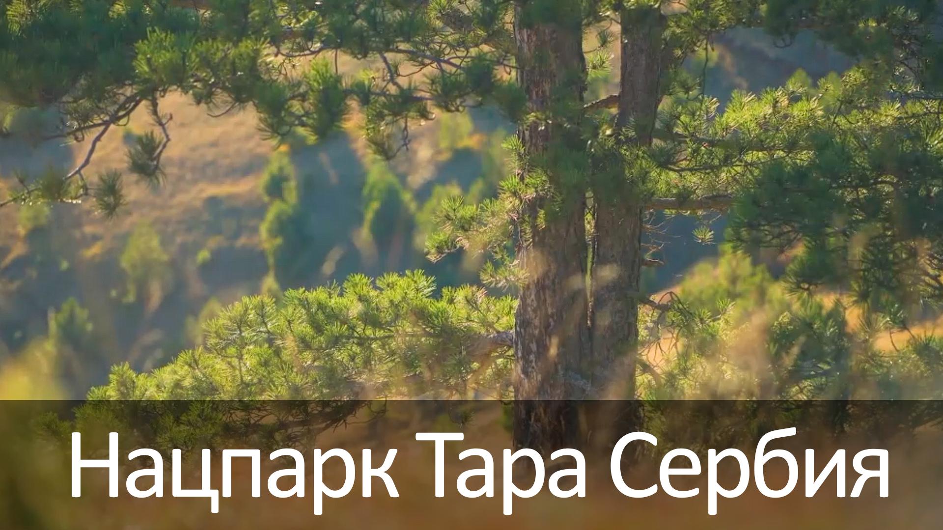 Нацпарк Тара Сербия (natspark-tara-serbija) Досуг, хобби