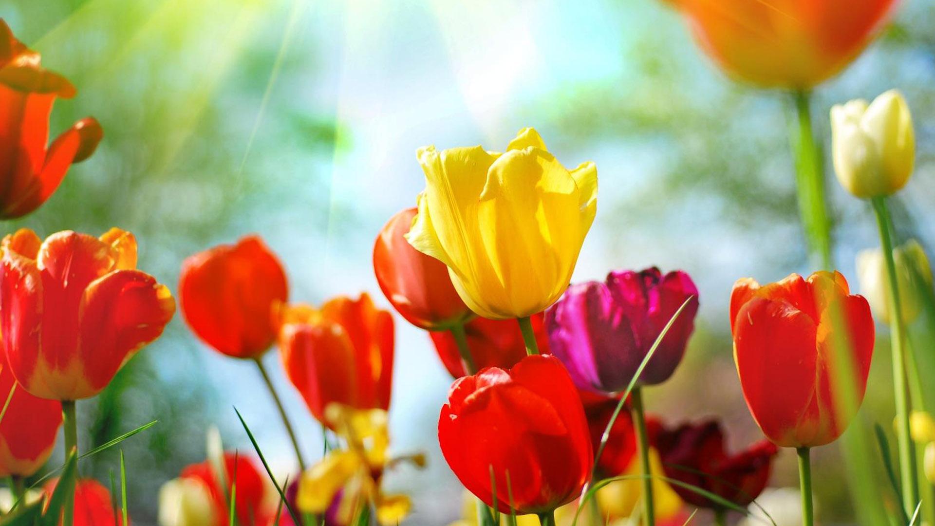 Пробуждение дикой природы. Европейская весна (probuzhdenie-dikoj-prirody-evropejskaja-vesna) Документальный сериал