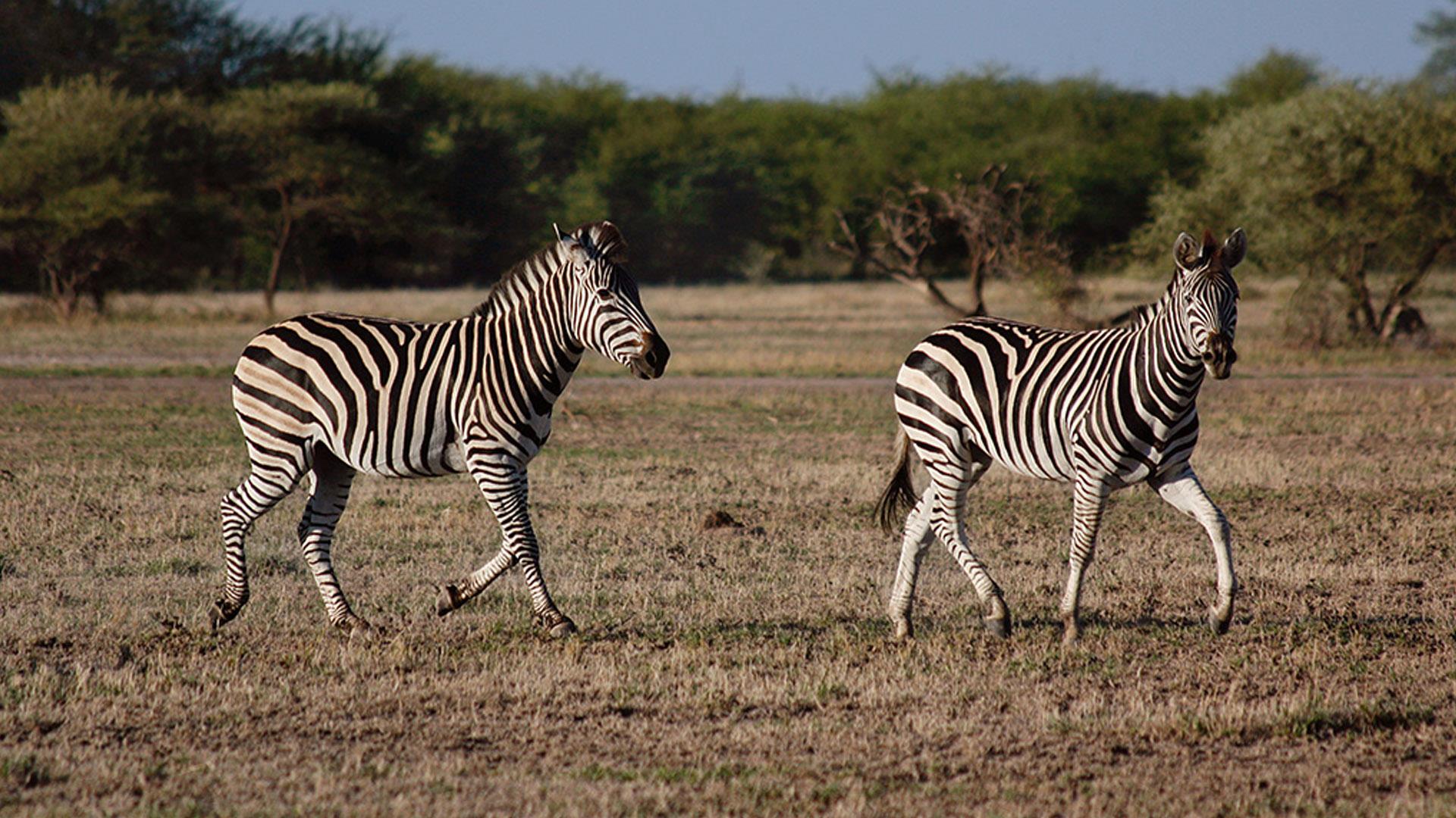 Великие миграции в природе (velikie-migratsii-v-prirode) Документальный сериал