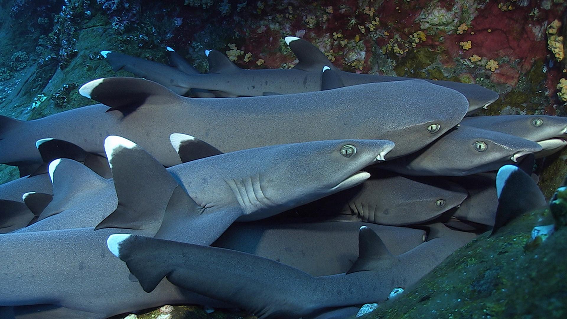 Перекрёсток акул (perekrestok-akul) Документальный фильм