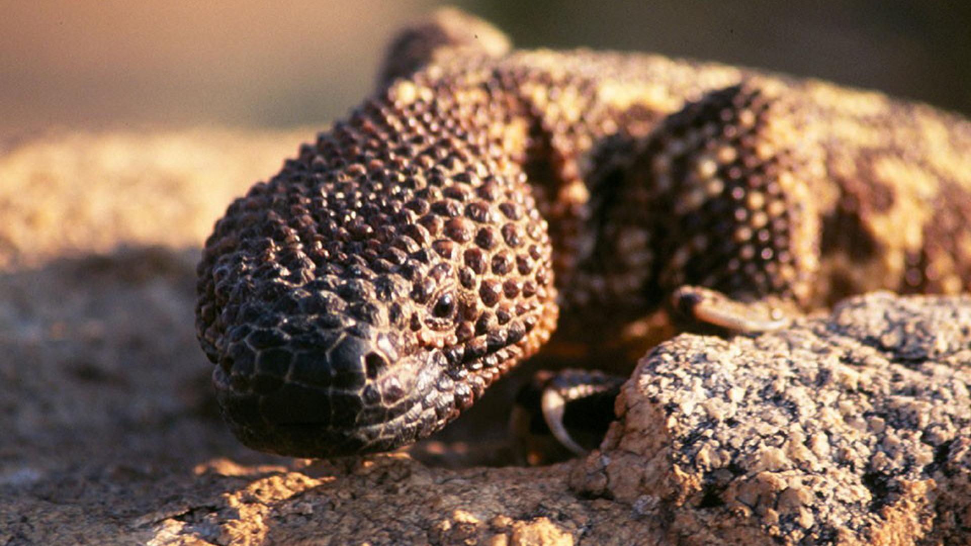 Самые странные морды животных (samye-strannye-mordy-zhivotnyh) Документальный сериал