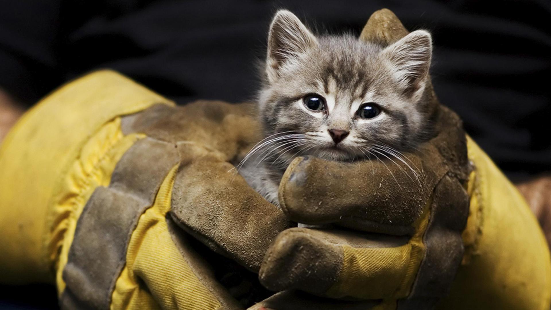 Служба спасения животных: Лос-Анджелес (sluzhba-spasenija-zhivotnyh-los-andzheles) Документальный сериал