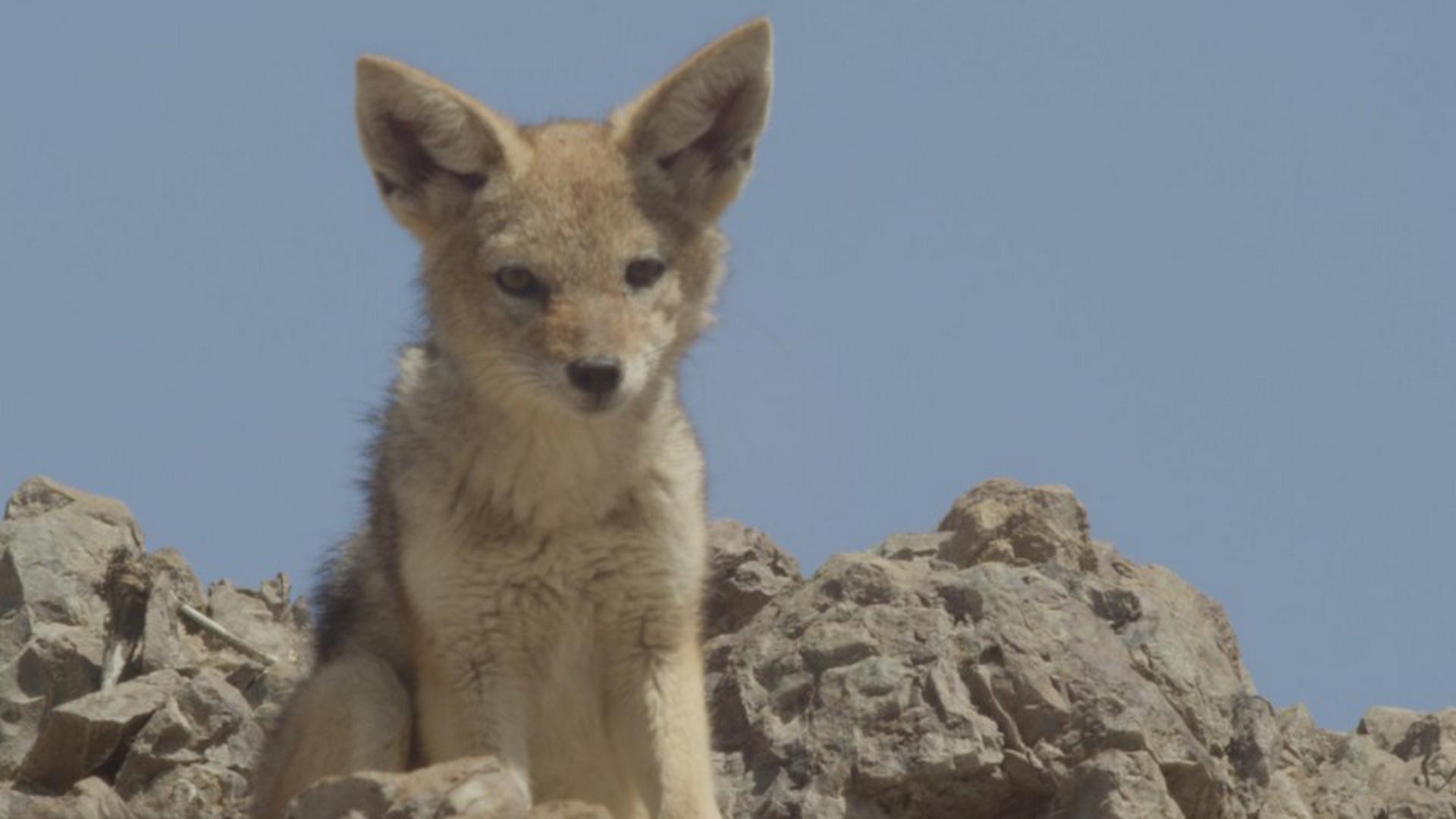 Шакалы-ганстеры (shakaly-ganstery) Документальный фильм