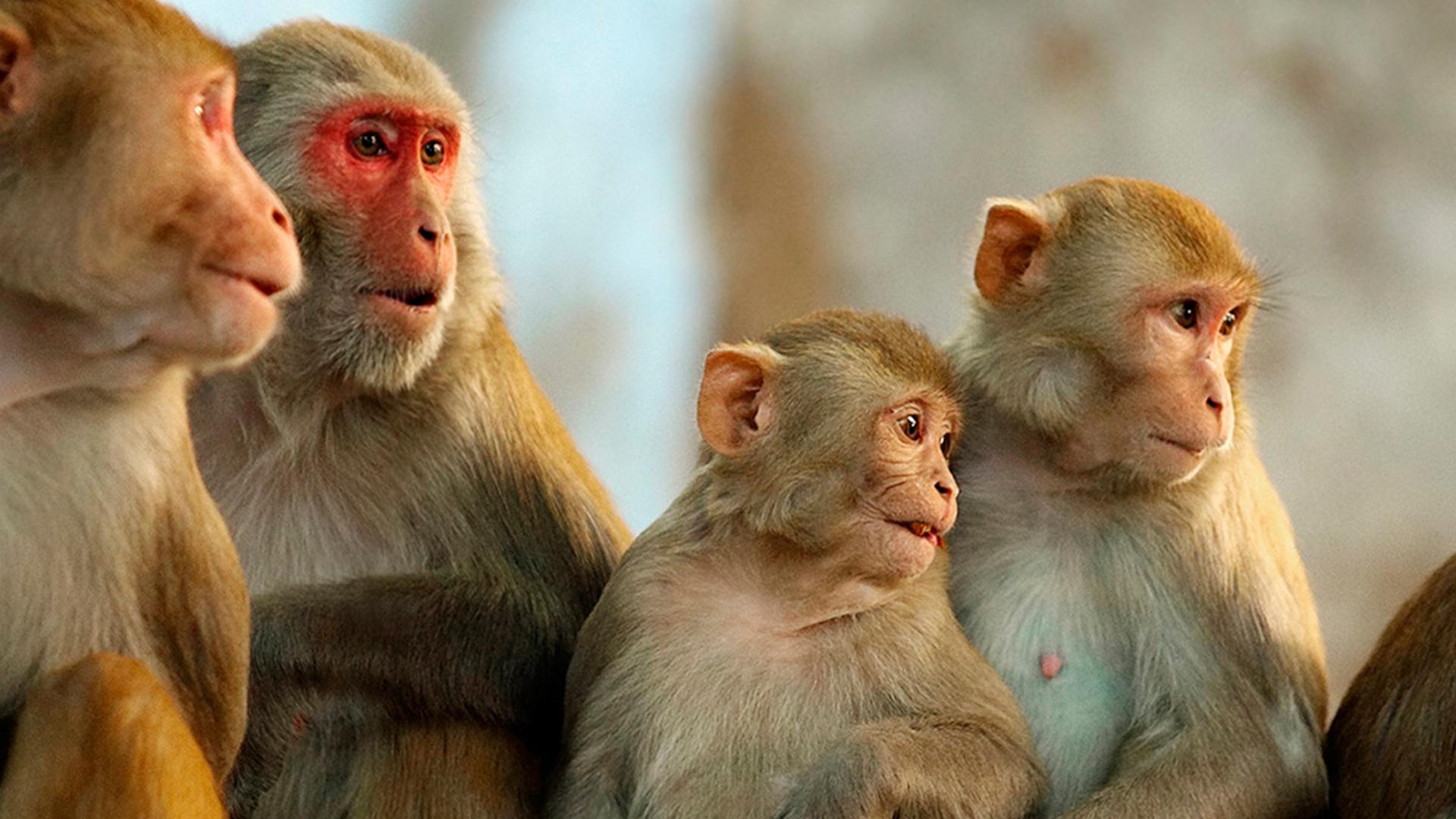 Смутное время в Городе обезьян (smutnoe-vremja-v-gorode-obezjan) Документальный сериал