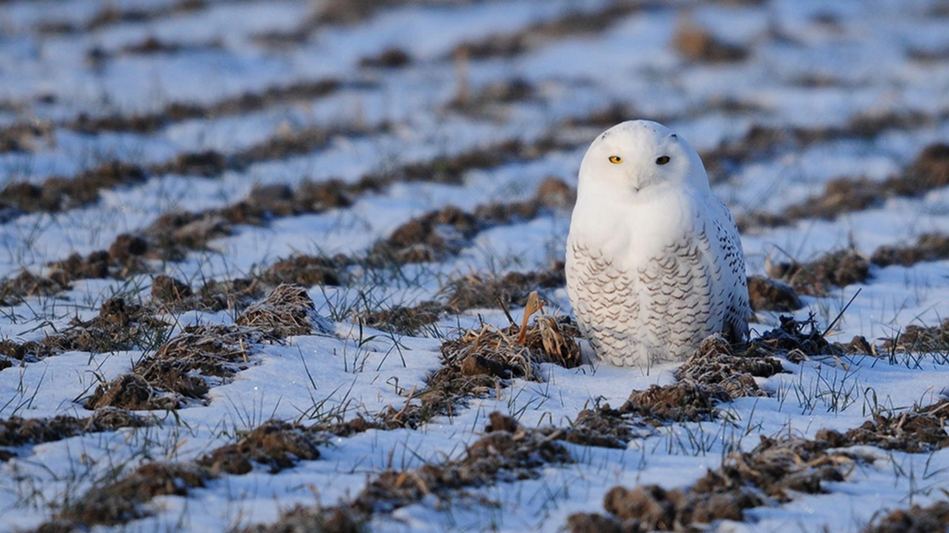 Зимняя сказка. Путешествие полярных сов (zimnjaja-skazka-puteshestvie-poljarnyh-sov) Документальный фильм