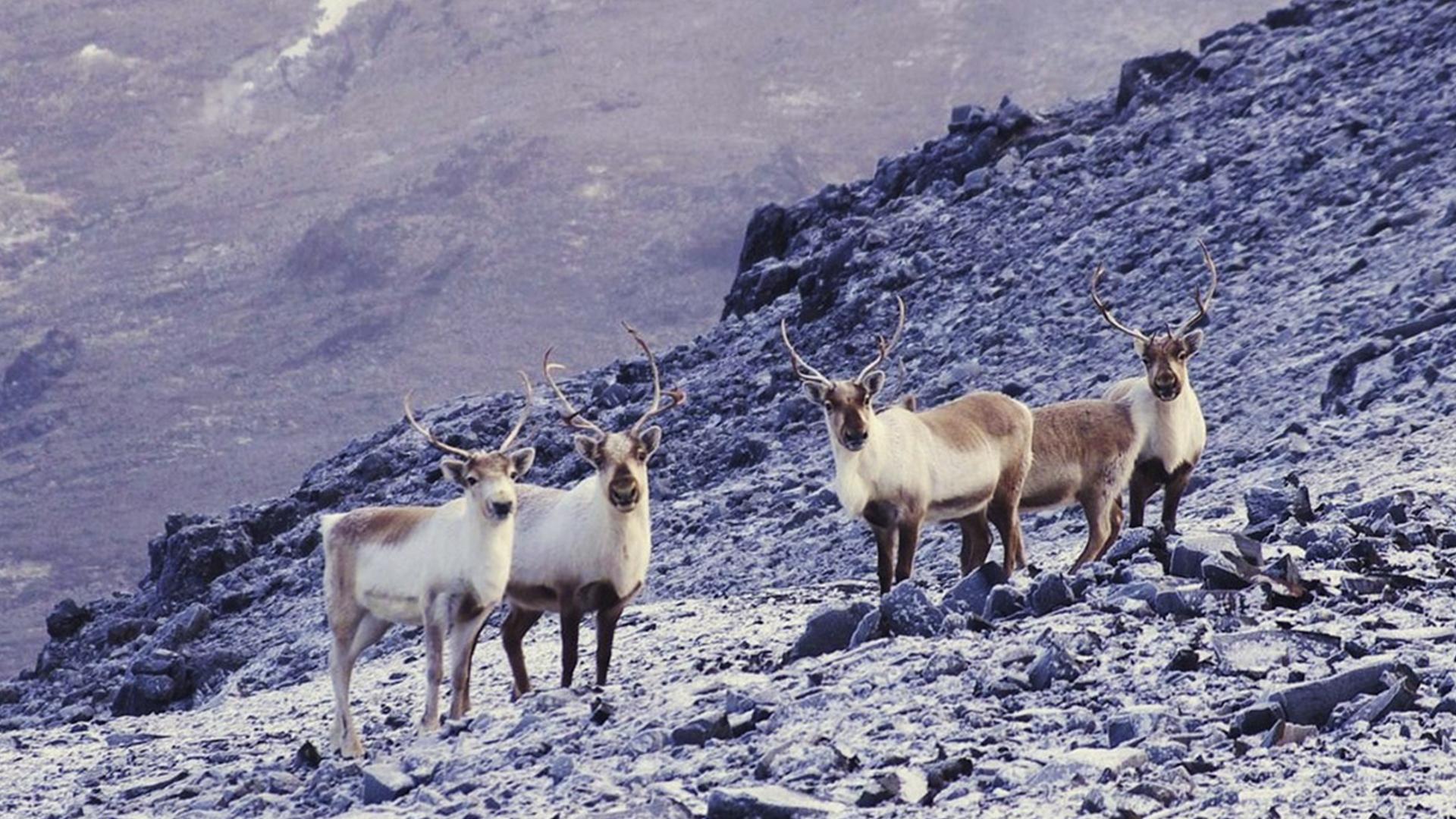 Кергелен (kergelen) Документальный фильм
