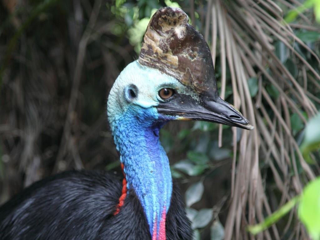 Национальные парки Австралии (natsionalnye-parki-avstralii) Документальный сериал