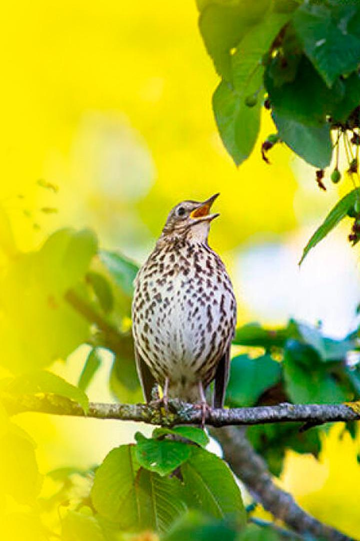 Gamtos kalendorius. Balandis (gamtos-kalendorius-balandis) Документальный фильм