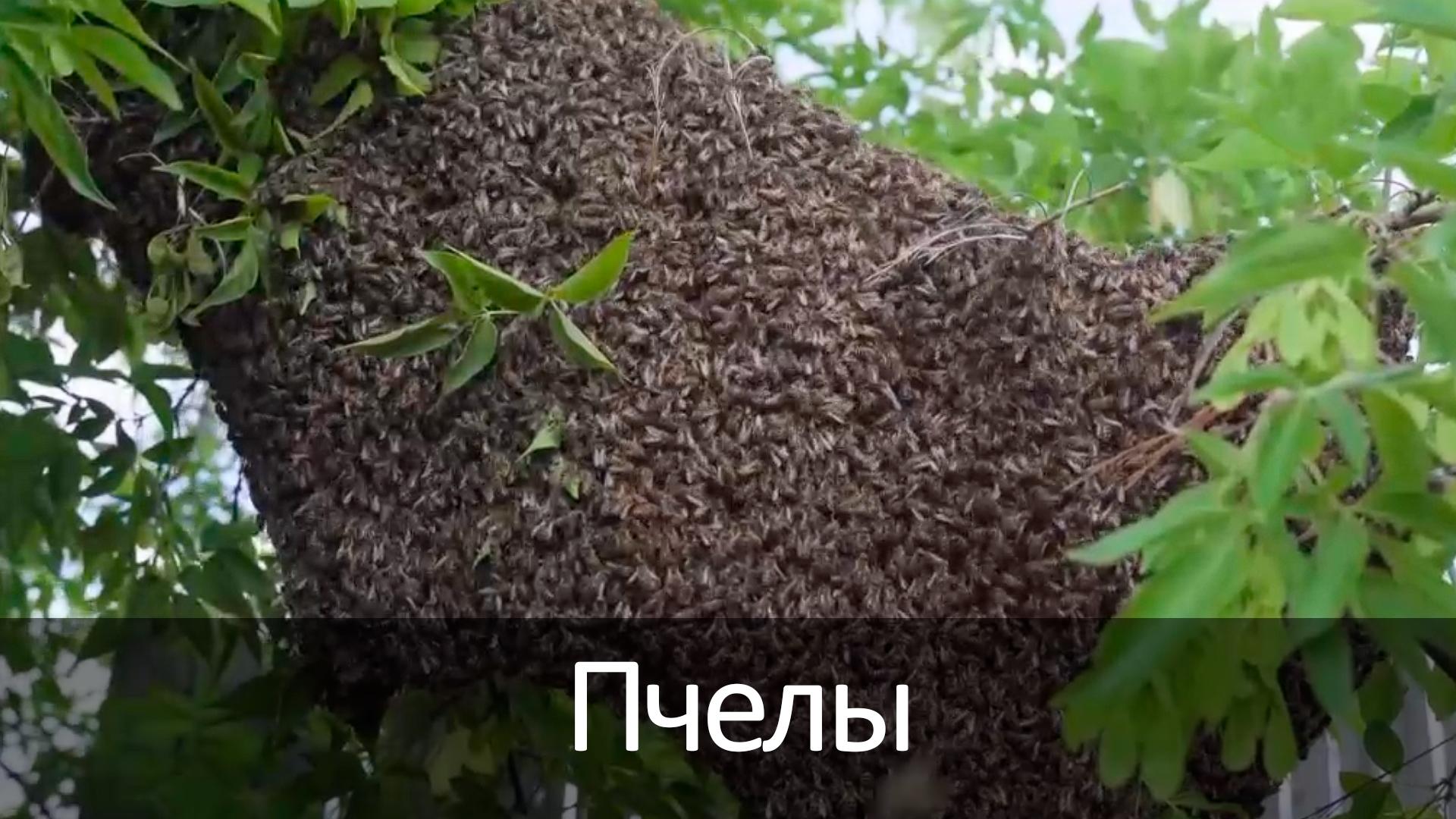 Пчелы (pchely) Досуг, хобби