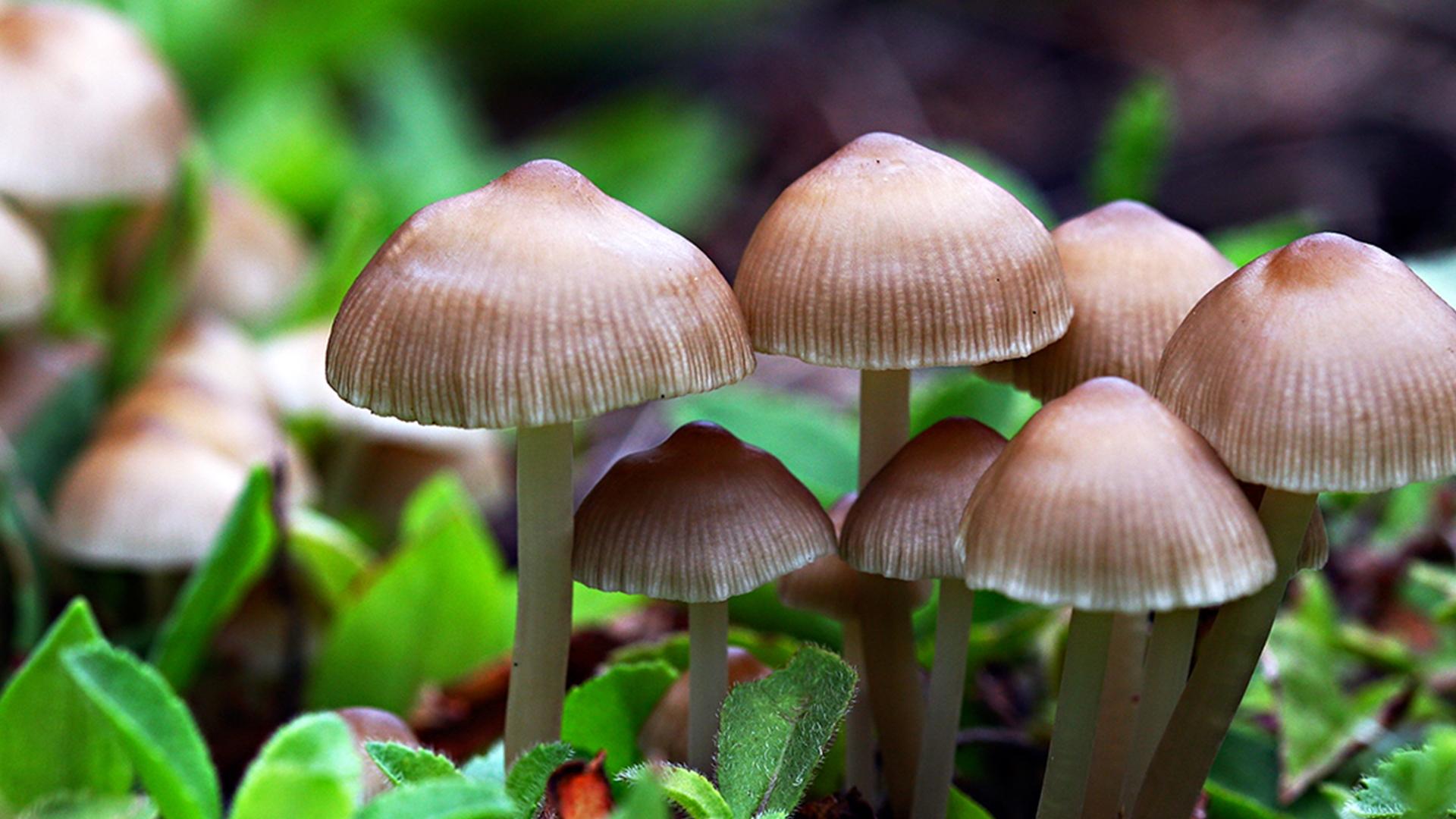 Магия грибов (magija-gribov) Документальный фильм