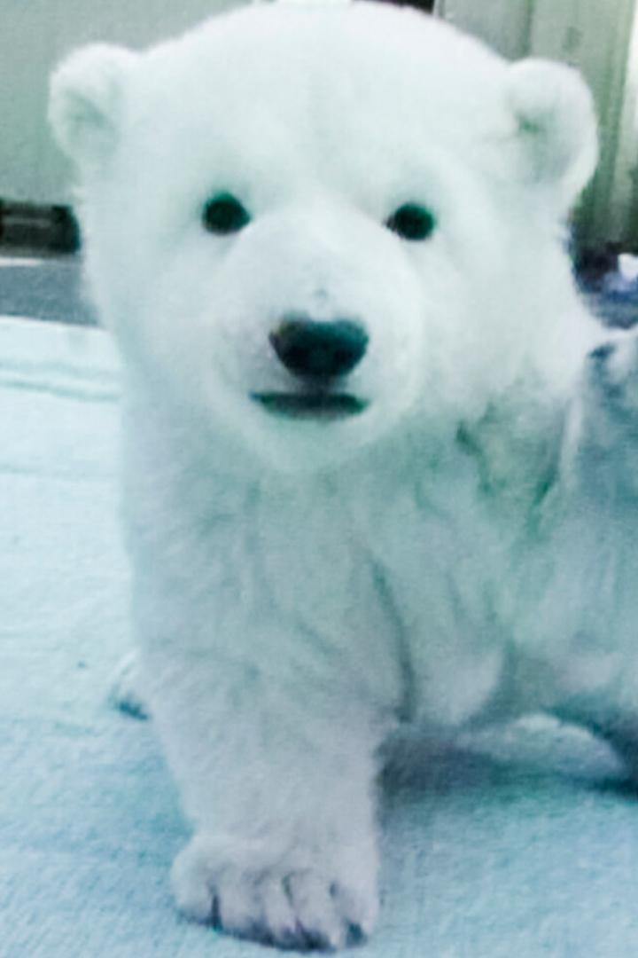 Peace the Polar Bear: 25 Years Together (peace-the-polar-bear-25-years-together) Досуг, хобби