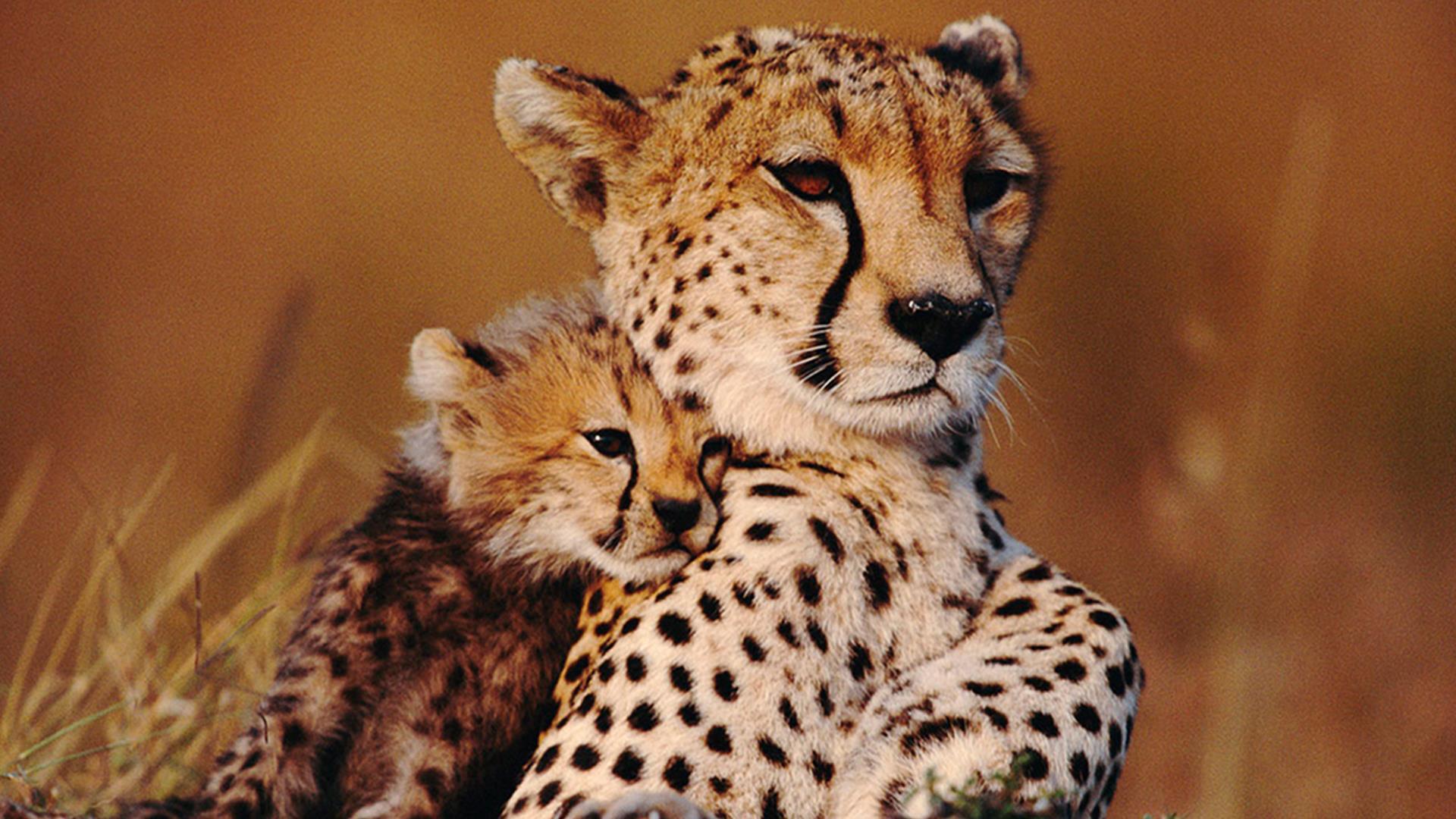 Животные-моя семья (zhivotnye-moja-semja) Документальный сериал