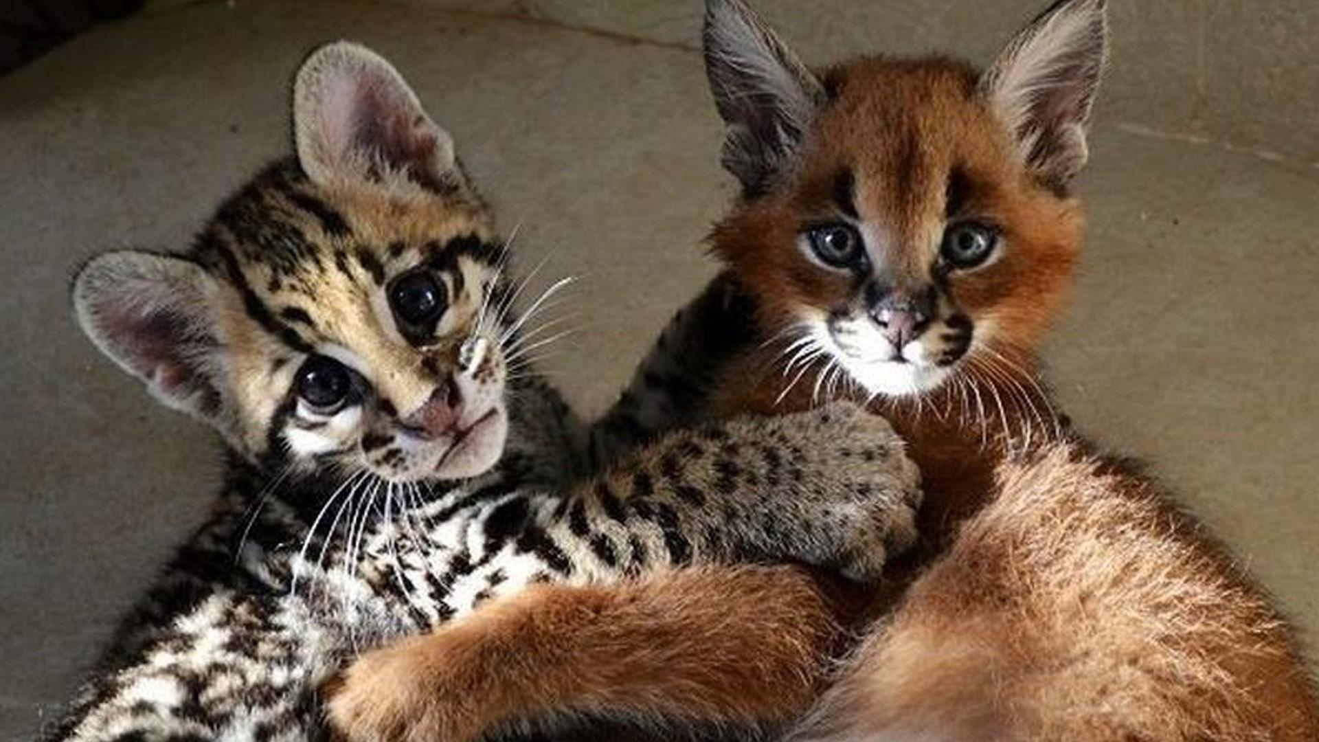 За и против (za-i-protiv) ТВ-шоу