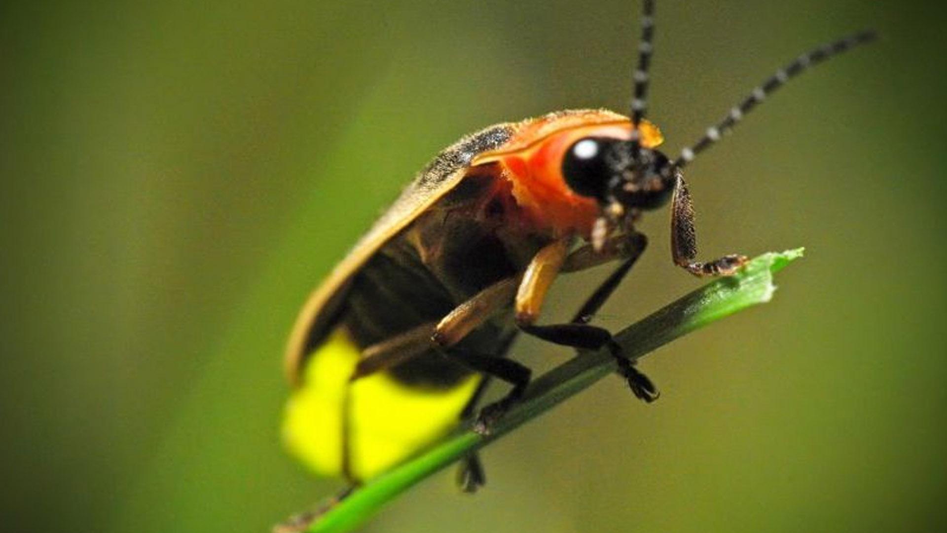 Насекомые и не только (nasekomye-i-ne-tolko) Досуг, хобби