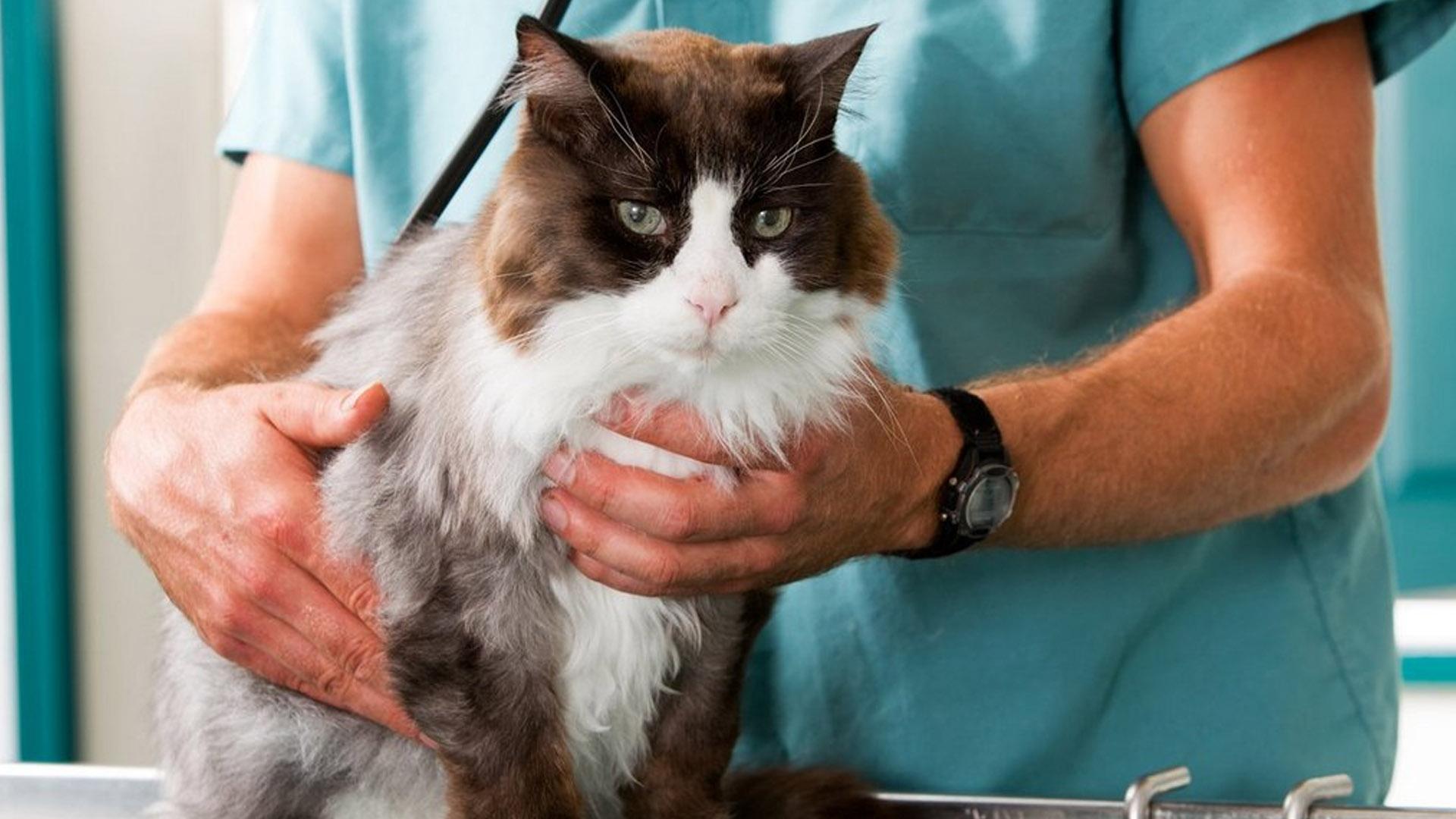 Советы ветврача (sovety-vetvracha) Познавательное