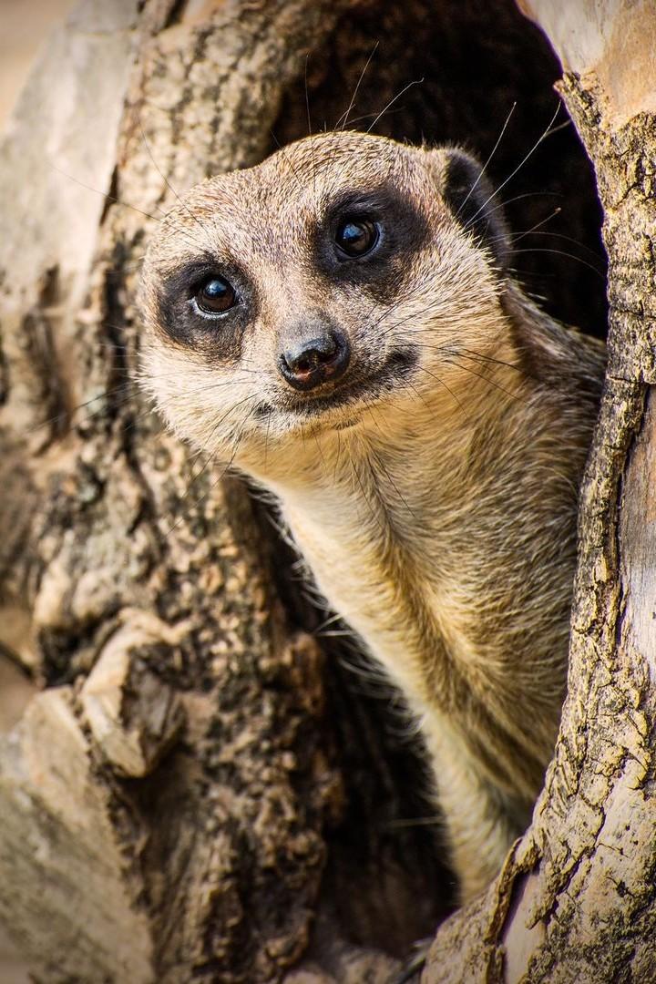 Inside Longleat (inside-longleat) Документальный сериал