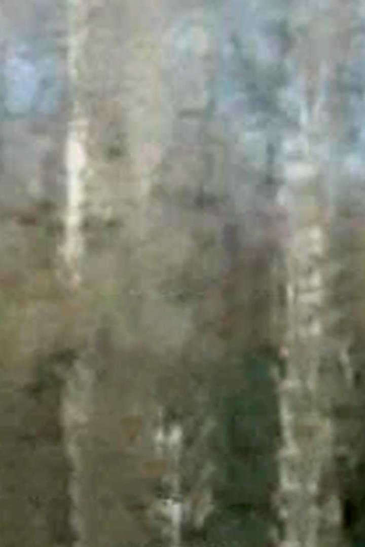 Лес (les) Фильм 2014