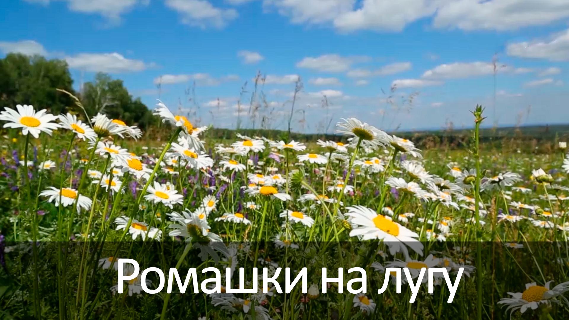 Ромашки на лугу (romashki-na-lugu) Досуг, хобби