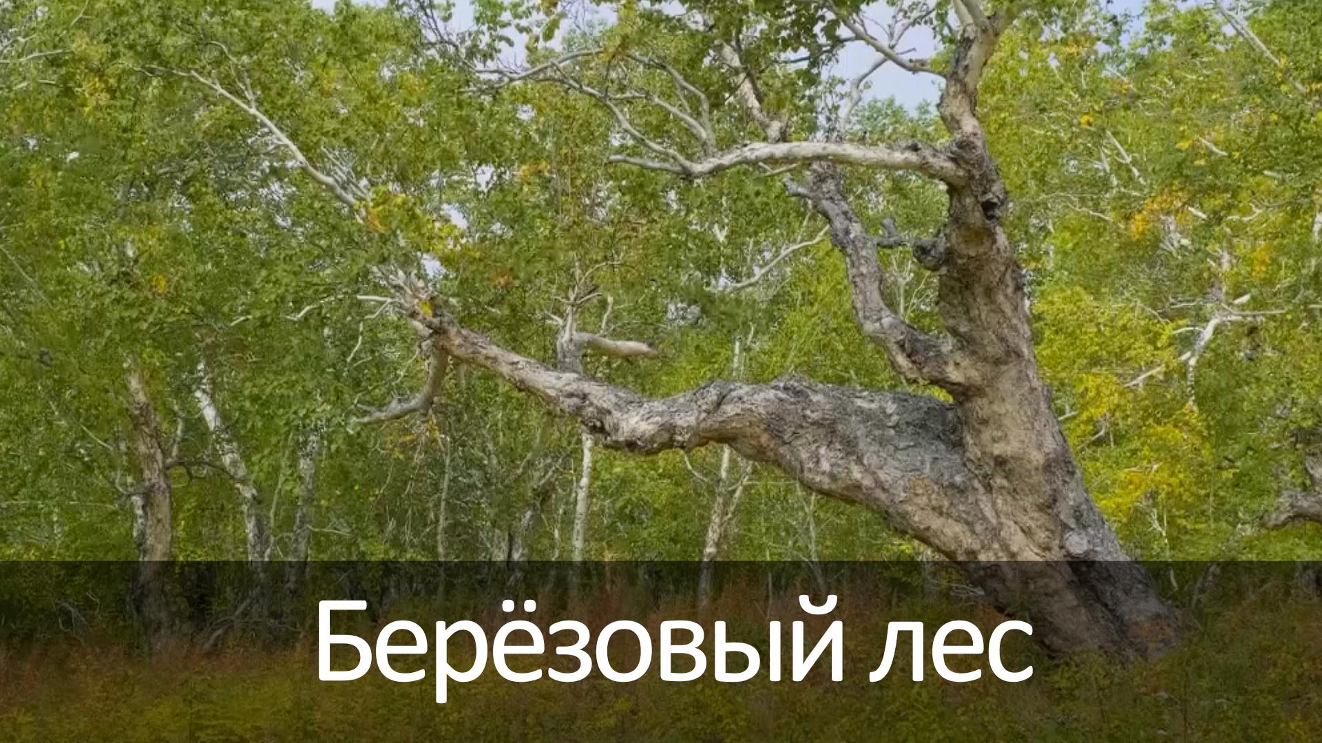 Берёзовый лес (berezovyj-les) Досуг, хобби