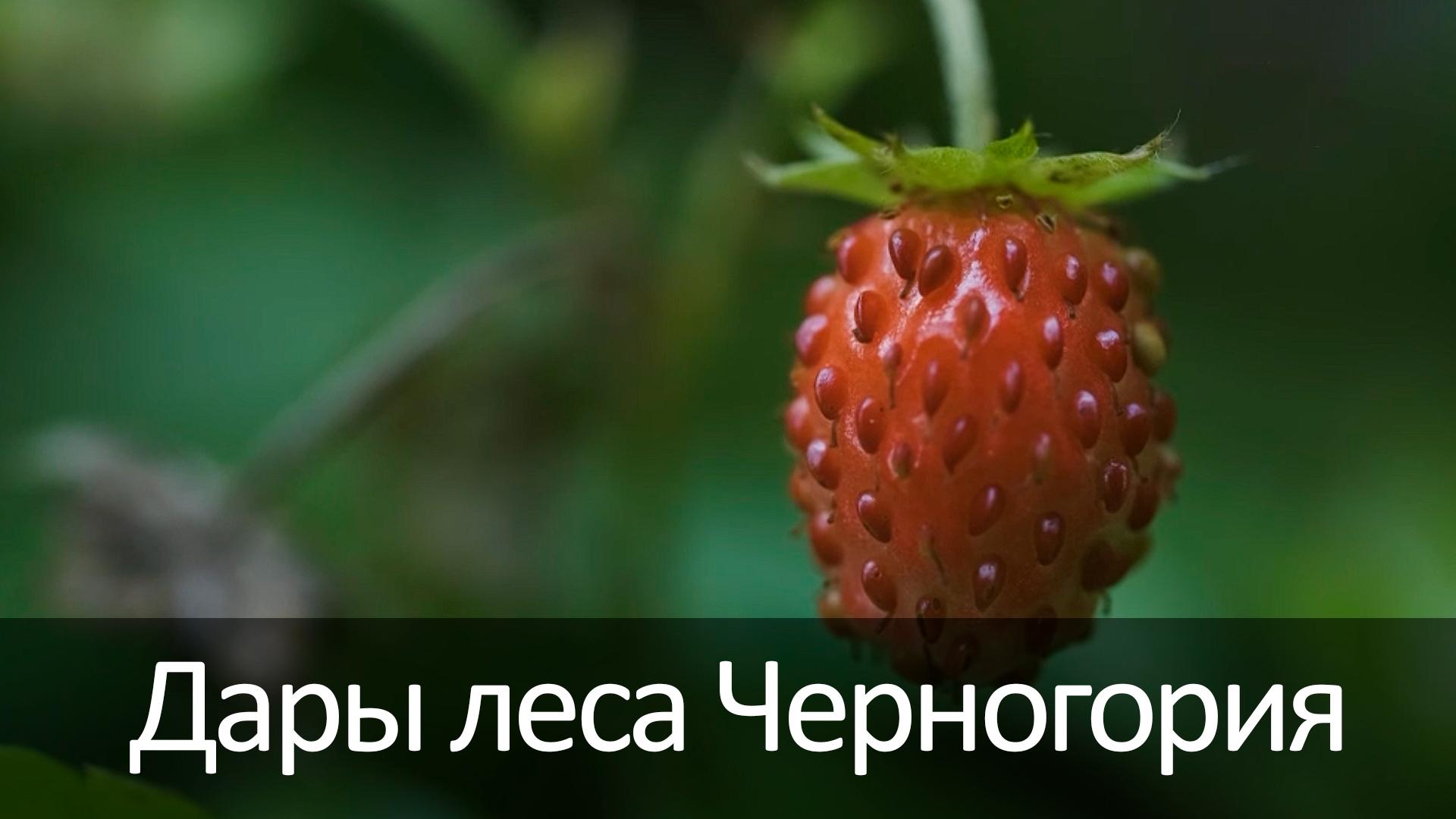 Дары леса Черногория (dary-lesa-chernogorija) Досуг, хобби