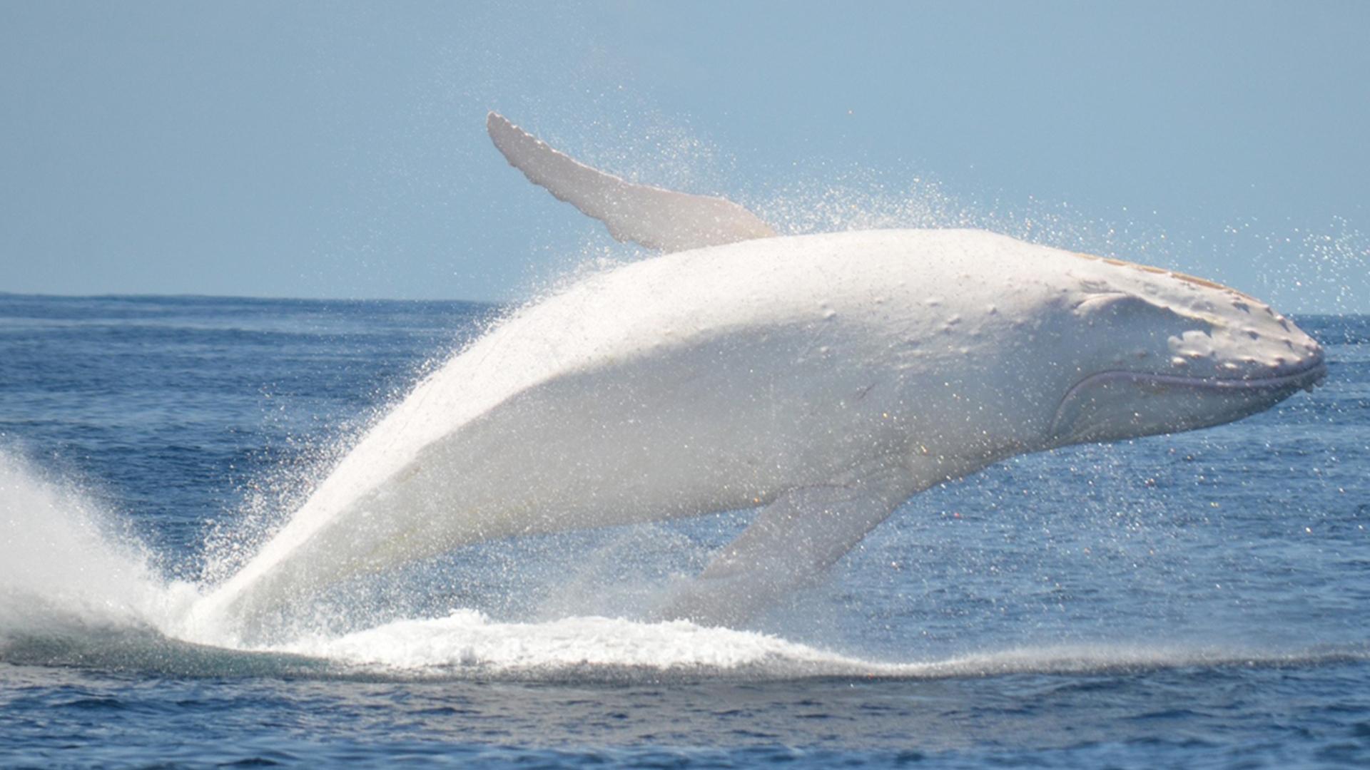 Белое море. Белый кит (beloe-more-belyj-kit) Документальный сериал