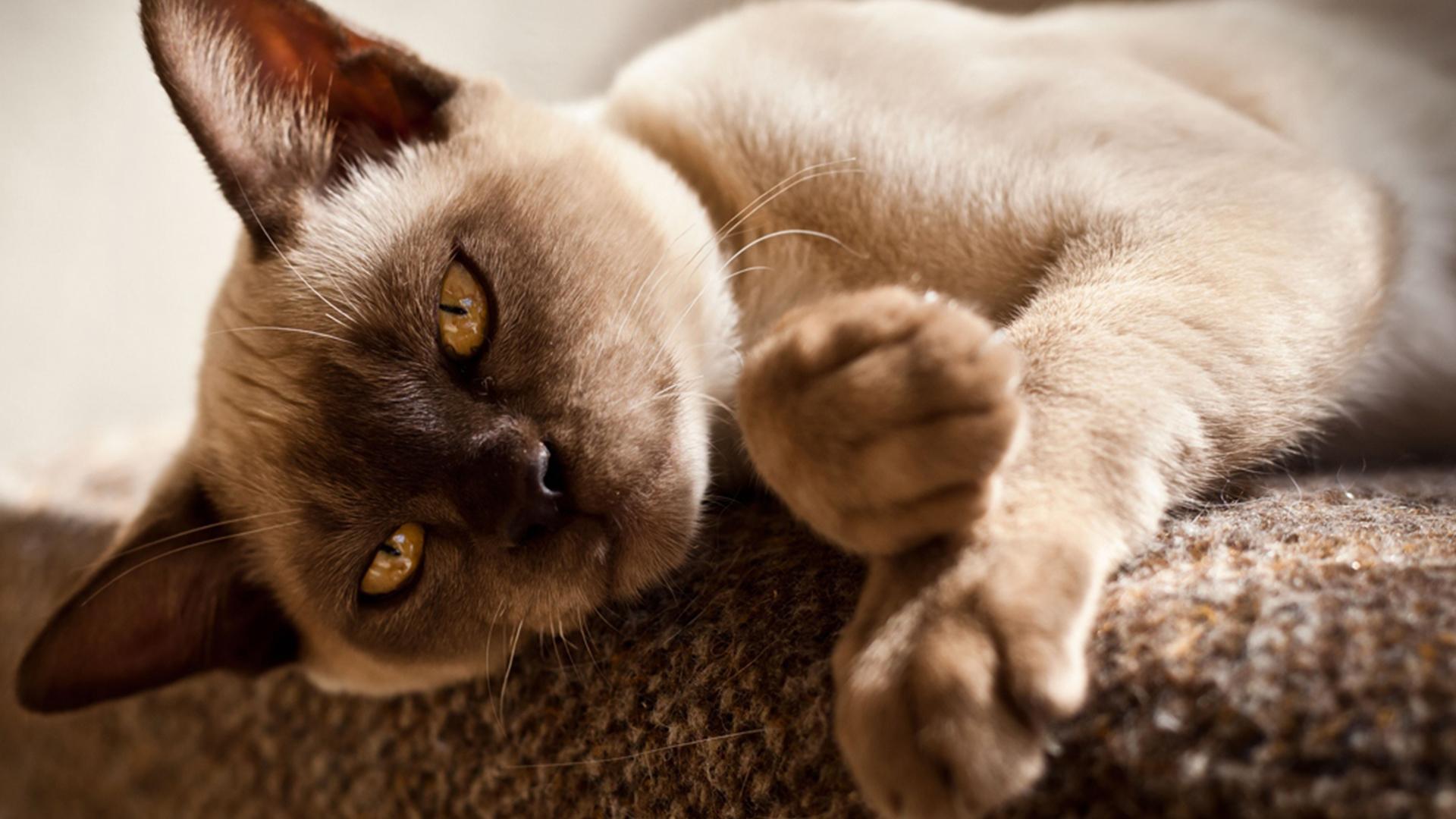 Кошачий алфавит (koshachij-alfavit) Познавательное