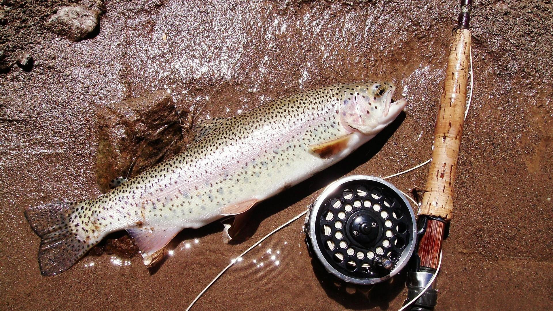 The Big Catch (the-big-catch) Досуг, хобби