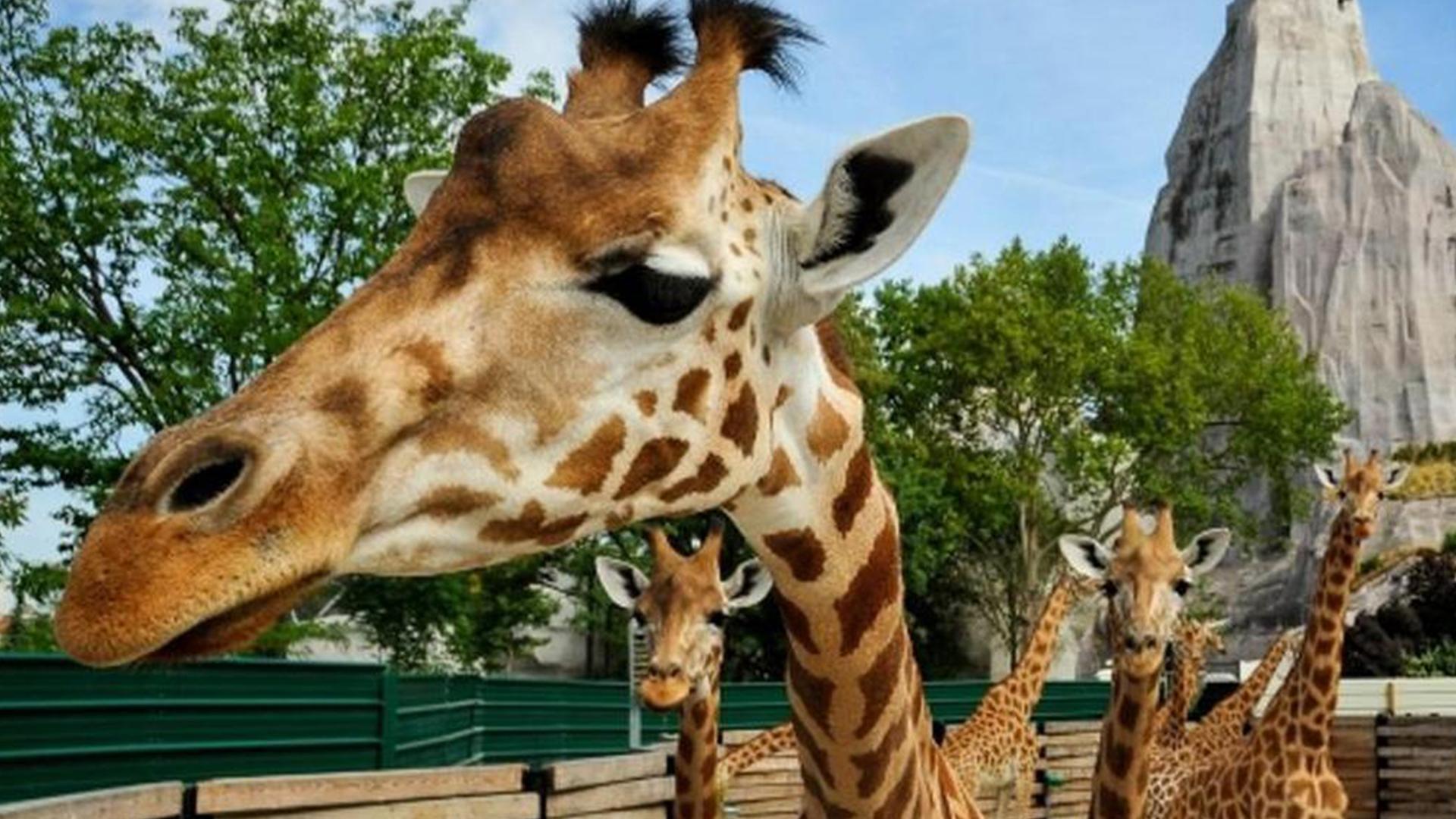 Детки в клетке (detki-v-kletke) Реалити-шоу