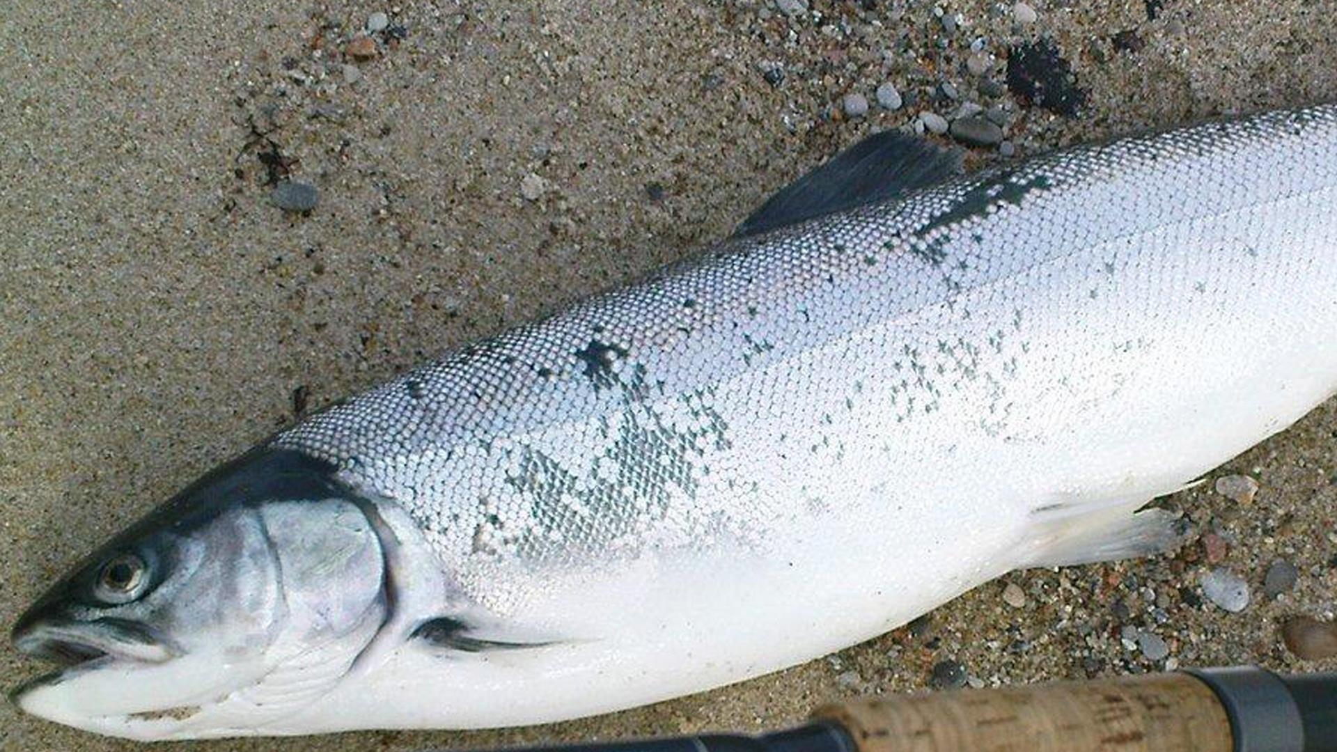 Балтийская кумжа (baltijskaja-kumzha) Документальный фильм