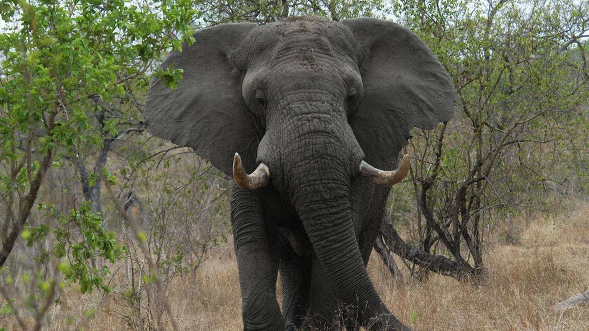 В объективе: необычное поведение животных (v-obektive-neobychnoe-povedenie-zhivotnyh) Документальный сериал