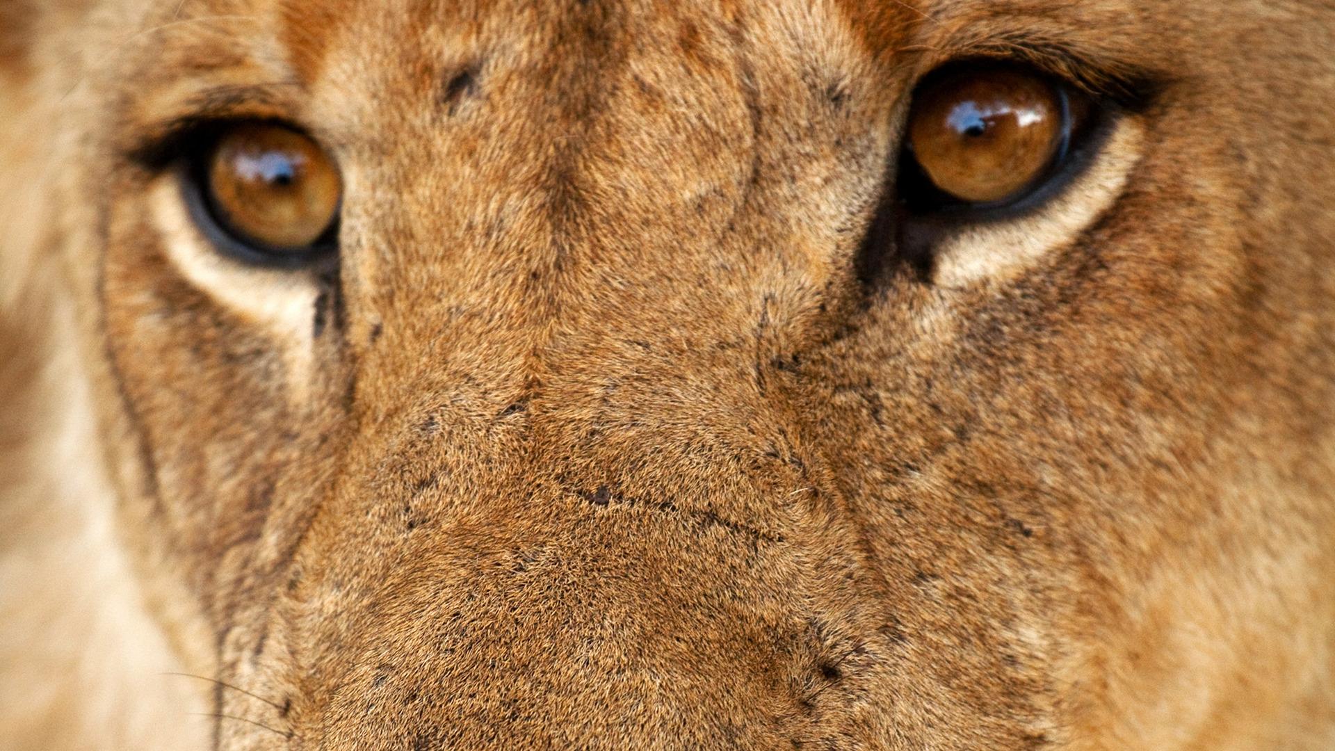 Война за территорию: львы и бегемоты (vojna-za-territoriju-lvy-i-begemoty) Документальный фильм