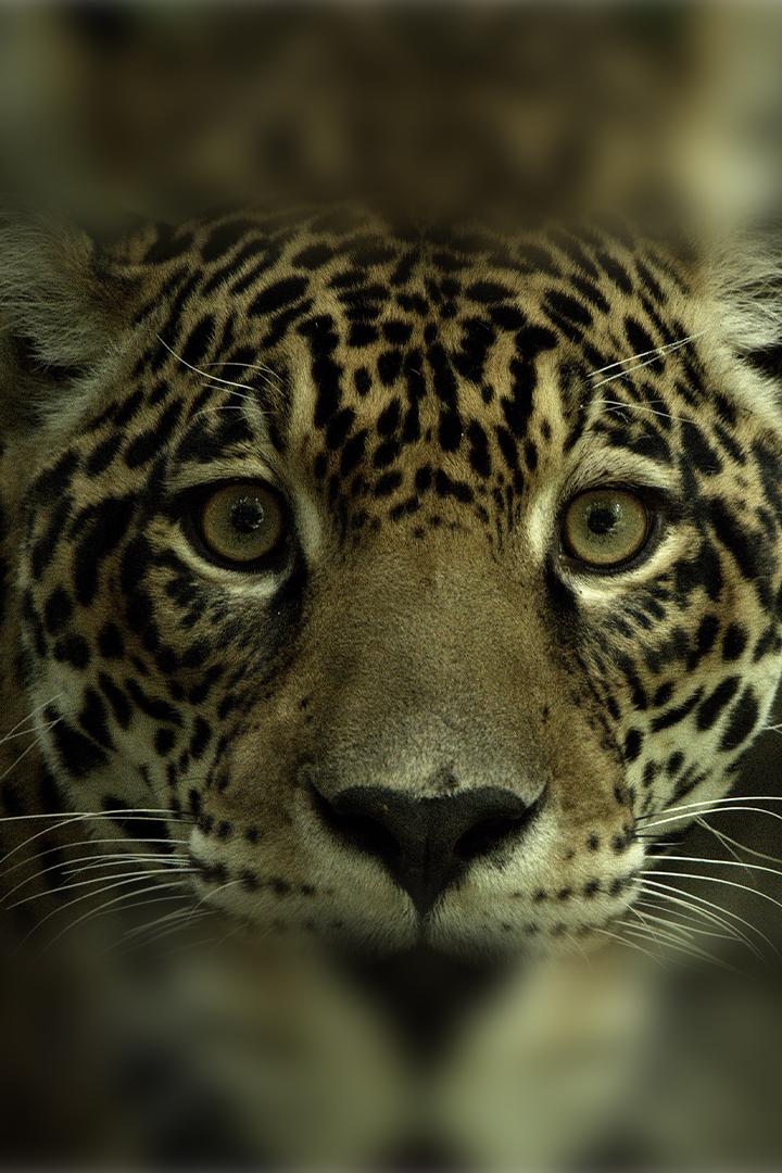 Ягуар: икона джунглей из Гайаны (jaguar-ikona-dzhunglej-iz-gajany) Документальный фильм