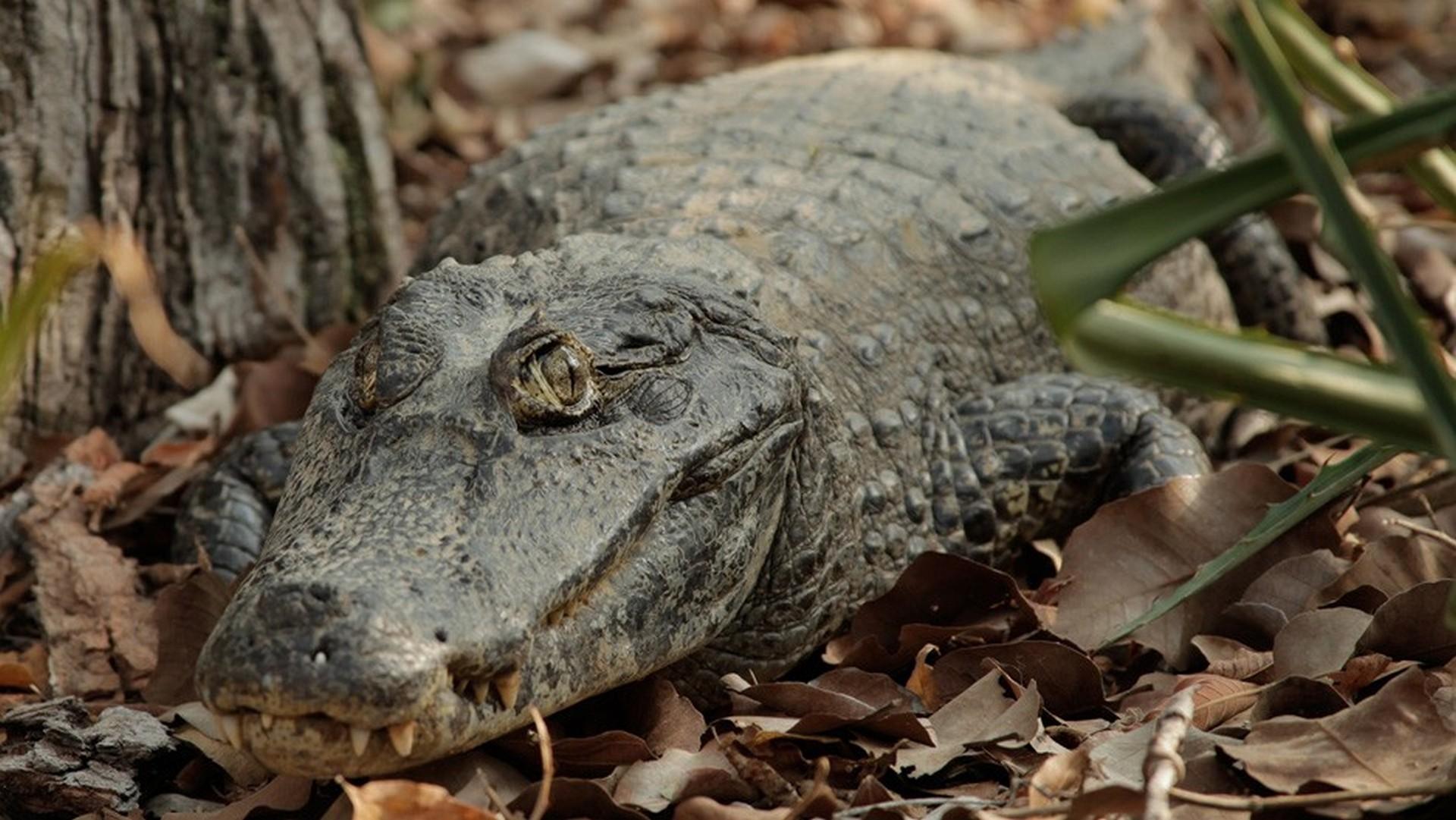 Неизвестная Бразилия (neizvestnaja-brazilija) Документальный сериал