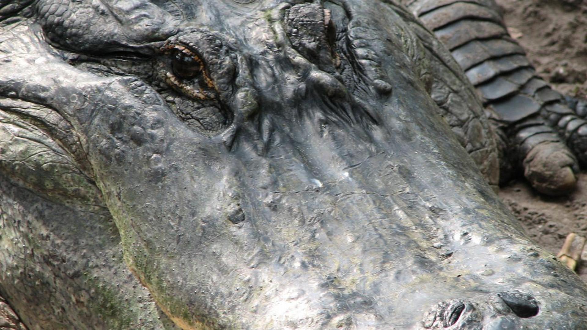 Охота на охотника (ohota-na-ohotnika) Документальный сериал