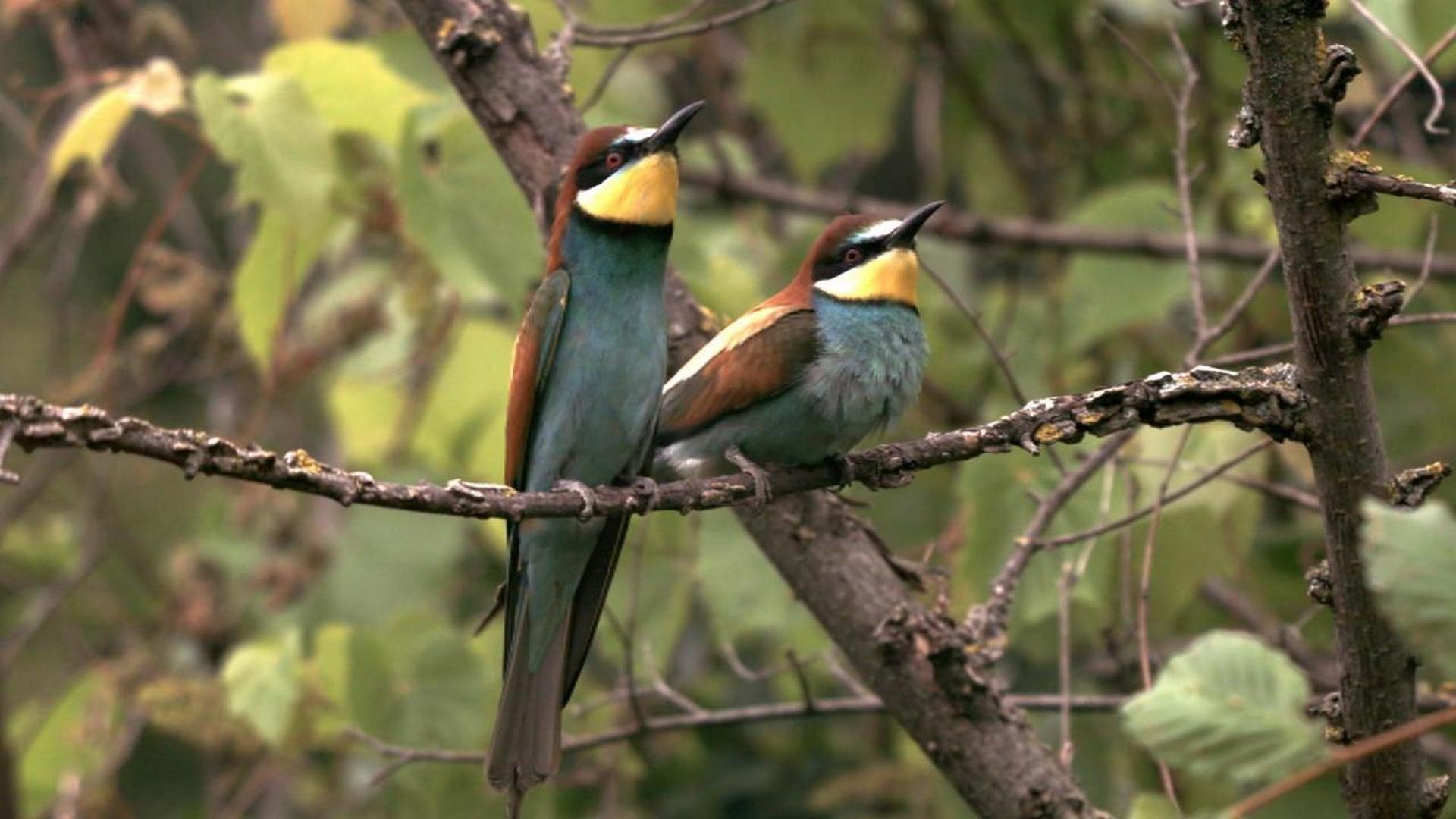 Реальные «Злые птицы» (realnye-zlye-ptitsy) Документальный фильм