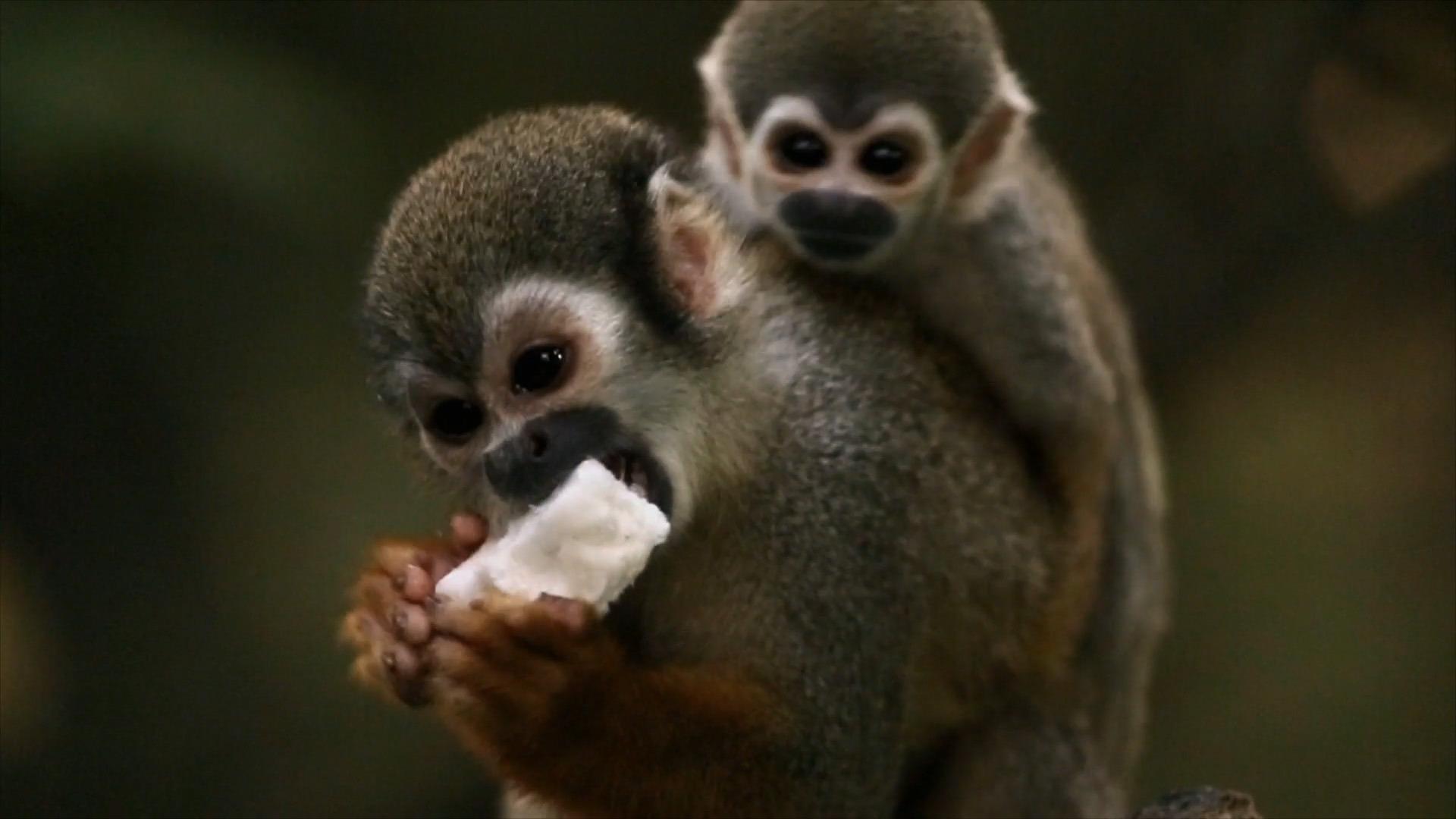 Скрытый мир Амазонки (skrytyj-mir-amazonki) Документальный фильм