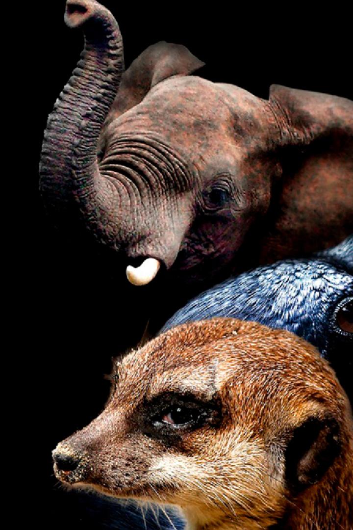 Cultures animales (cultures-animales) Документальный сериал