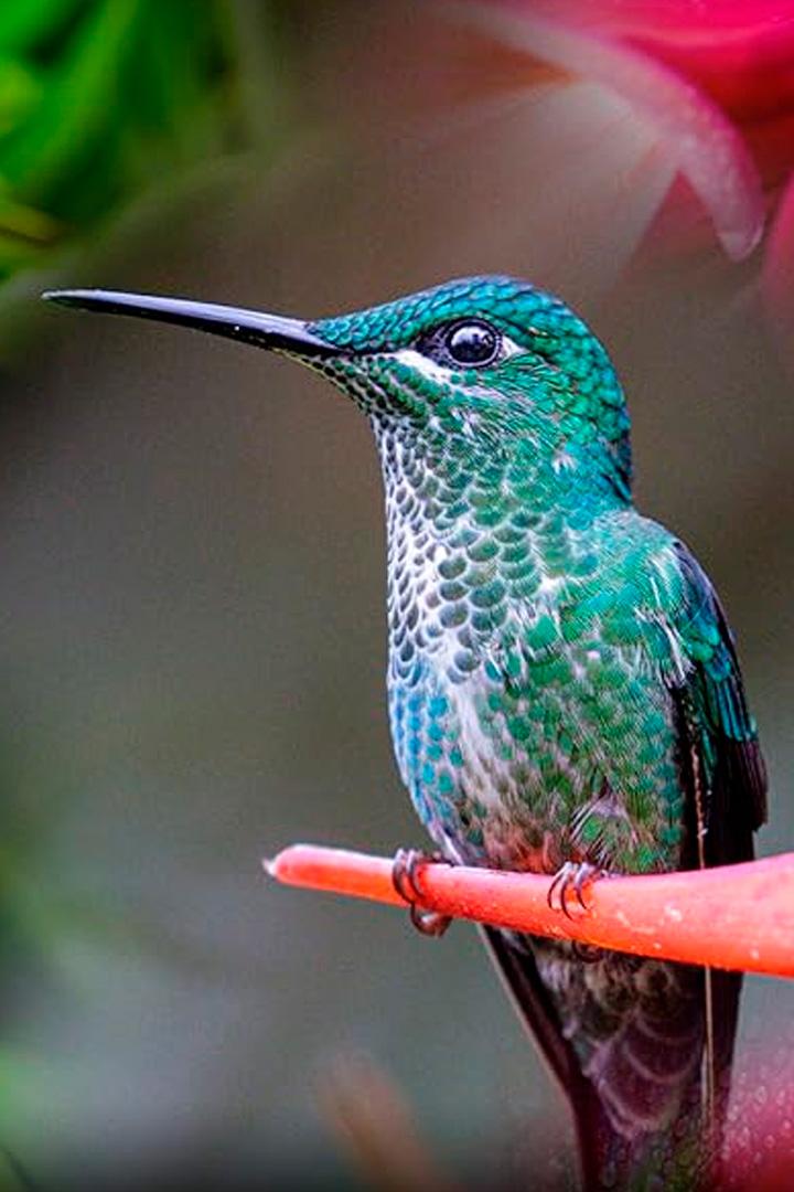 Efectul colibri (efectul-colibri) Документальный фильм