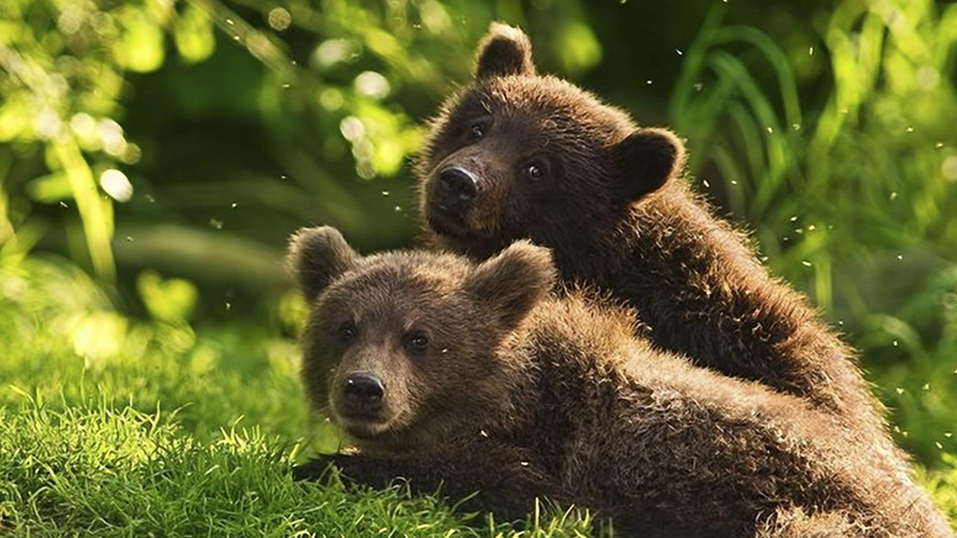 Медвежьи истории (medvezhi-istorii) Документальный фильм